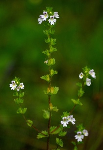 Euphrasia