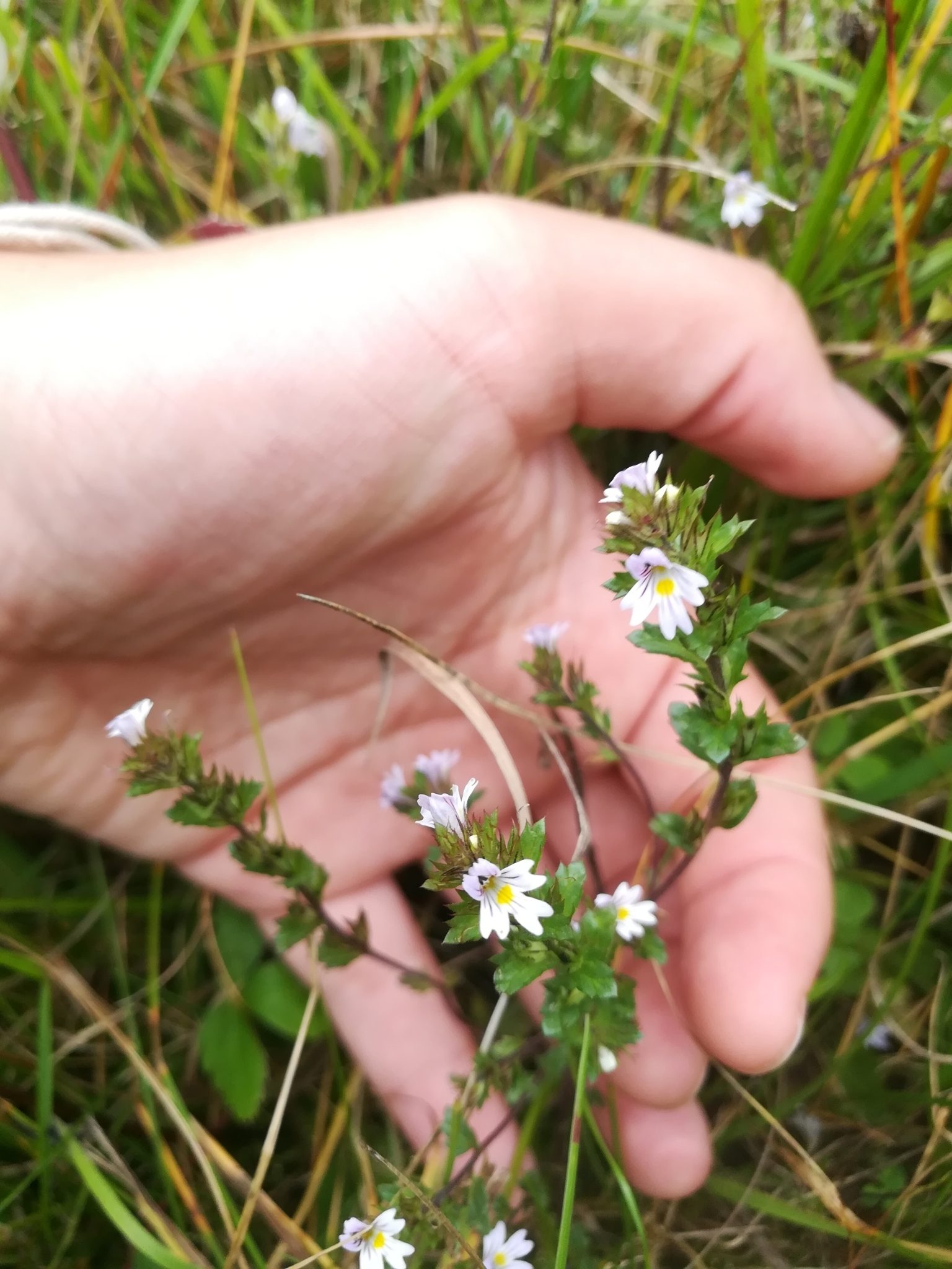 Euphrasia