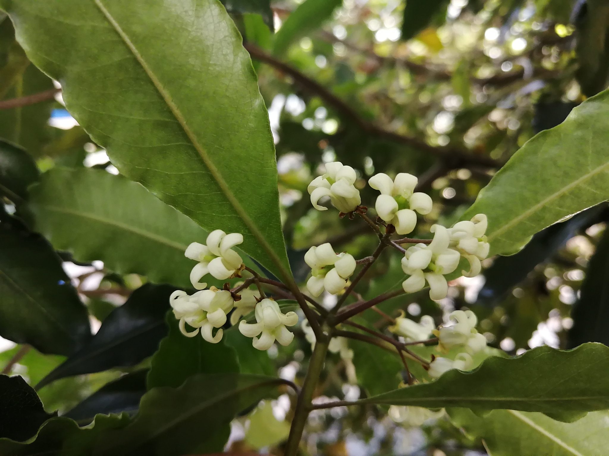 Pittosporum undulatum