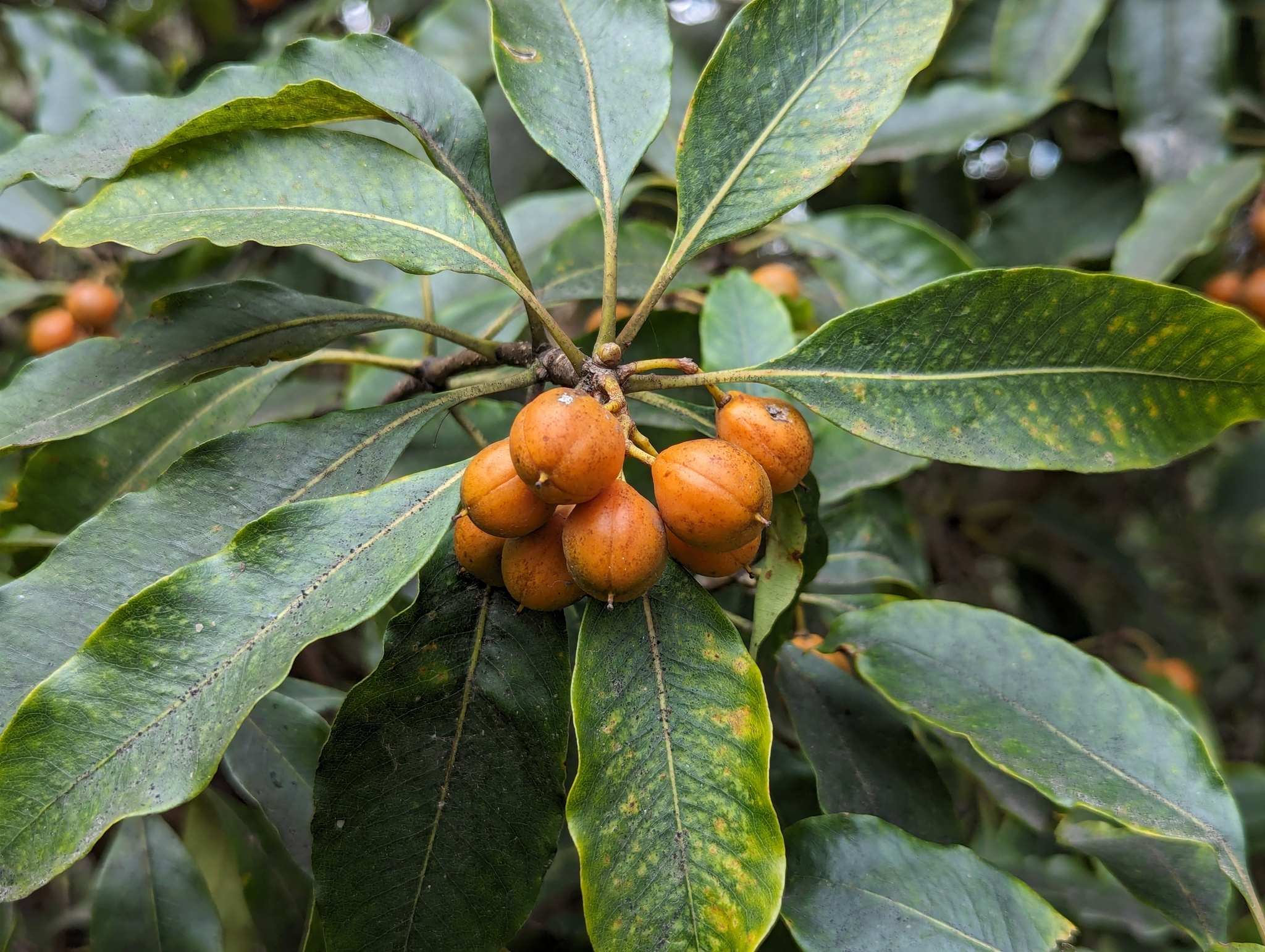 Pittosporum undulatum