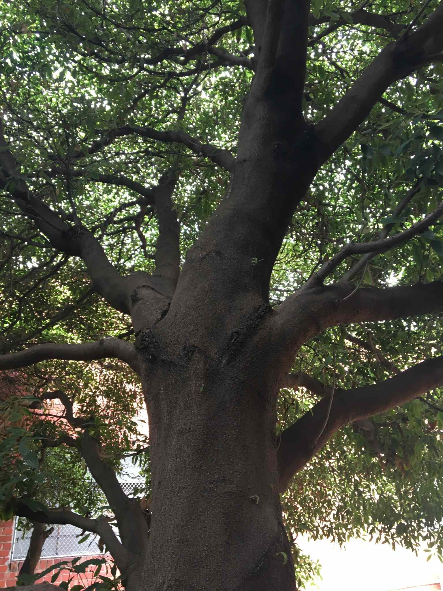Pittosporum undulatum
