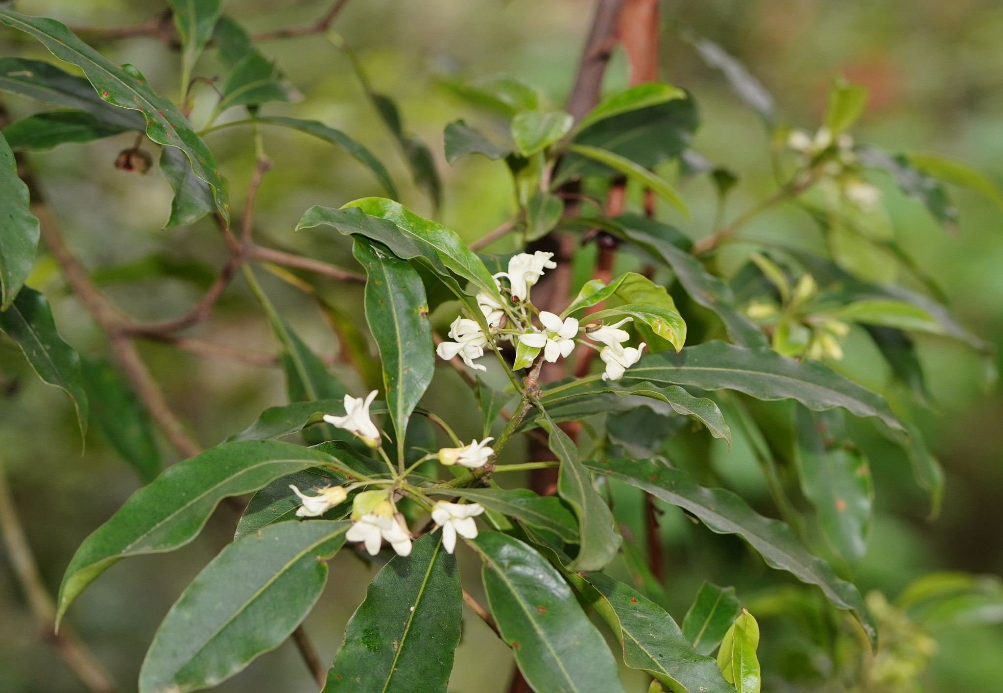 Pittosporum undulatum