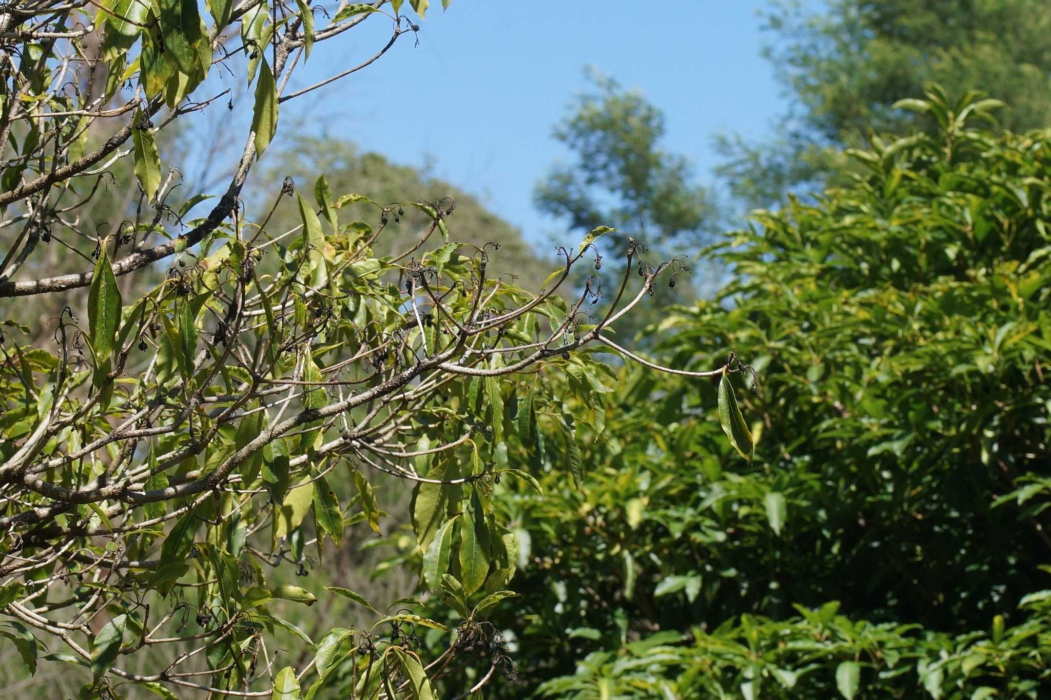 Pittosporum undulatum