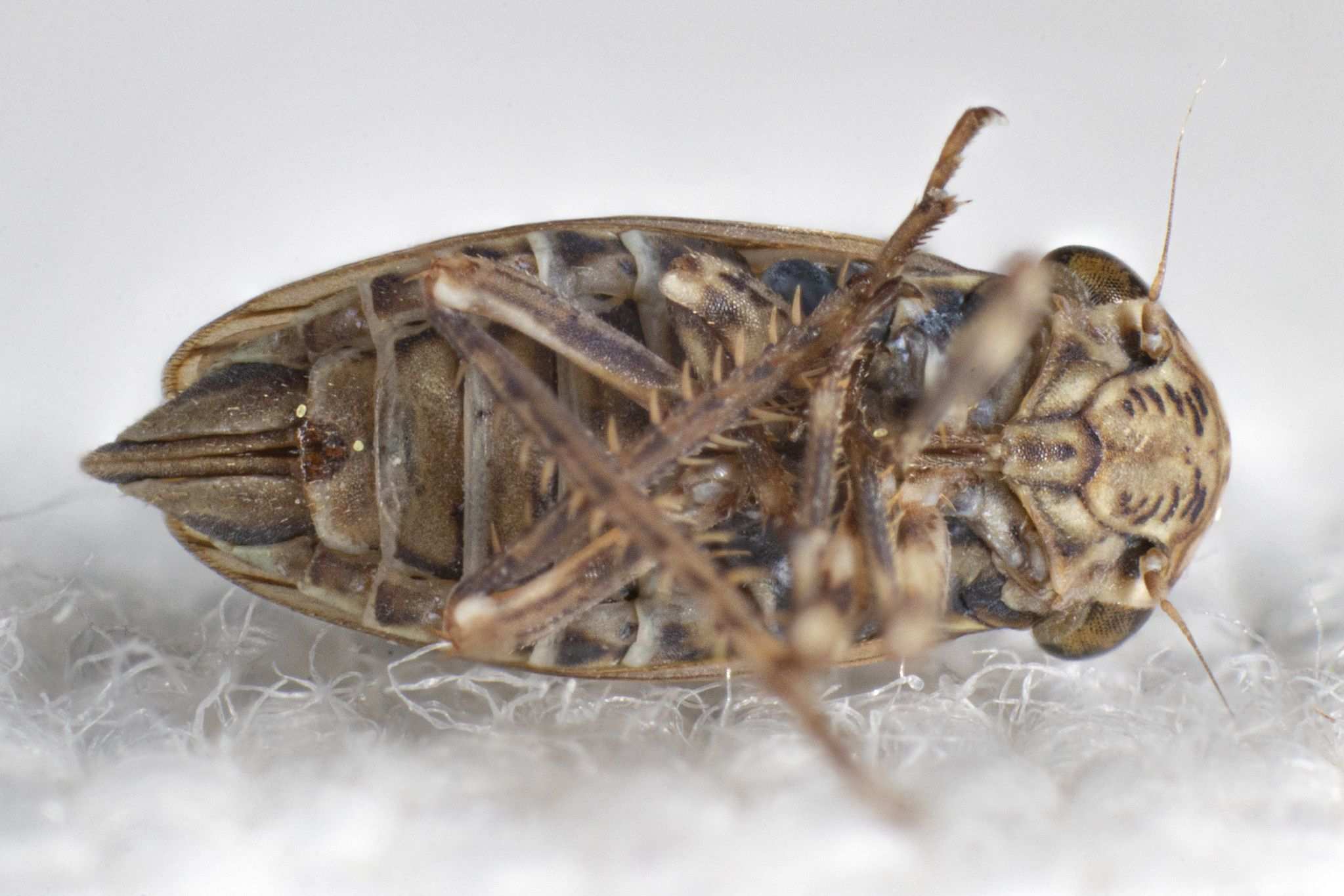 Aceratagallia