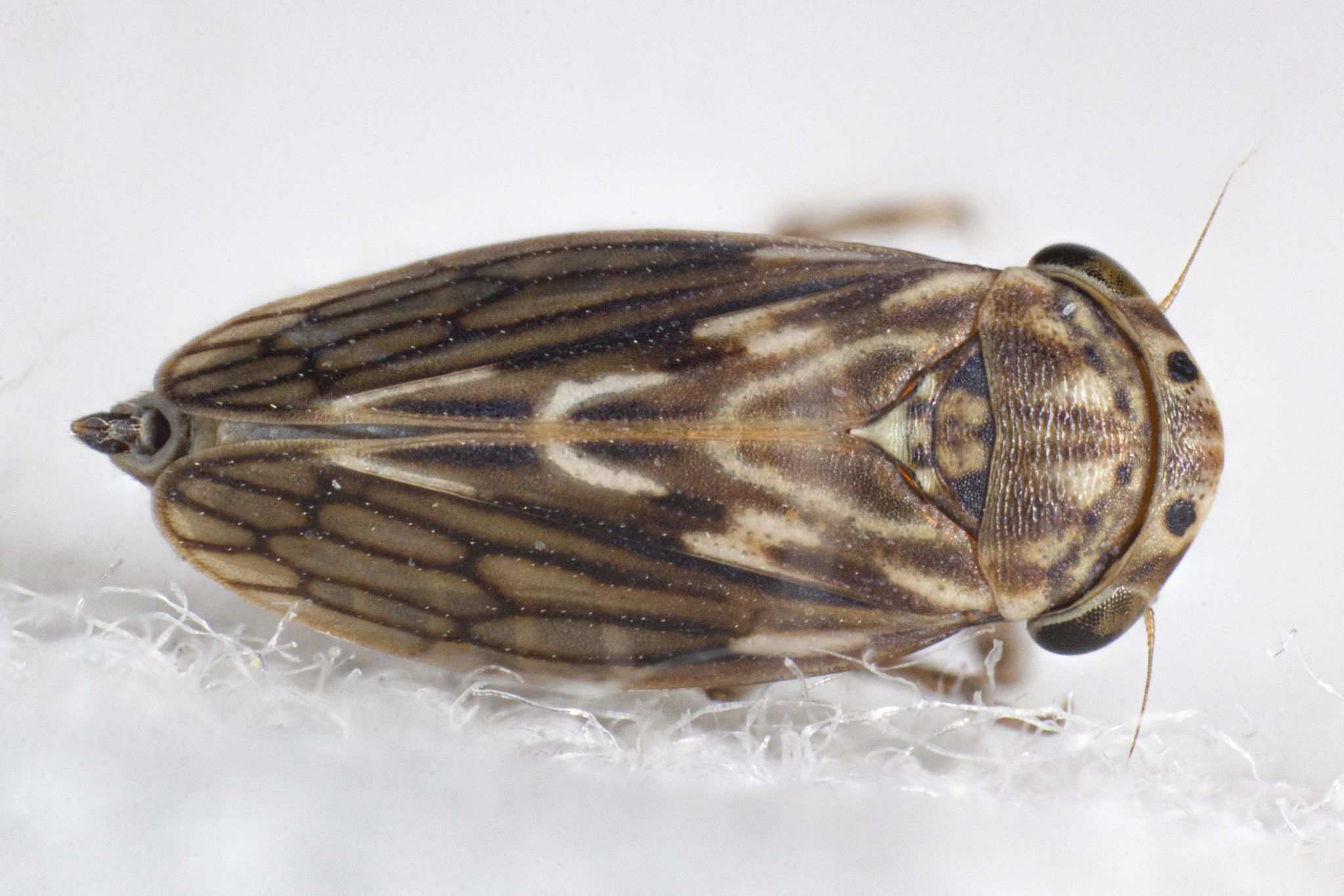 Aceratagallia