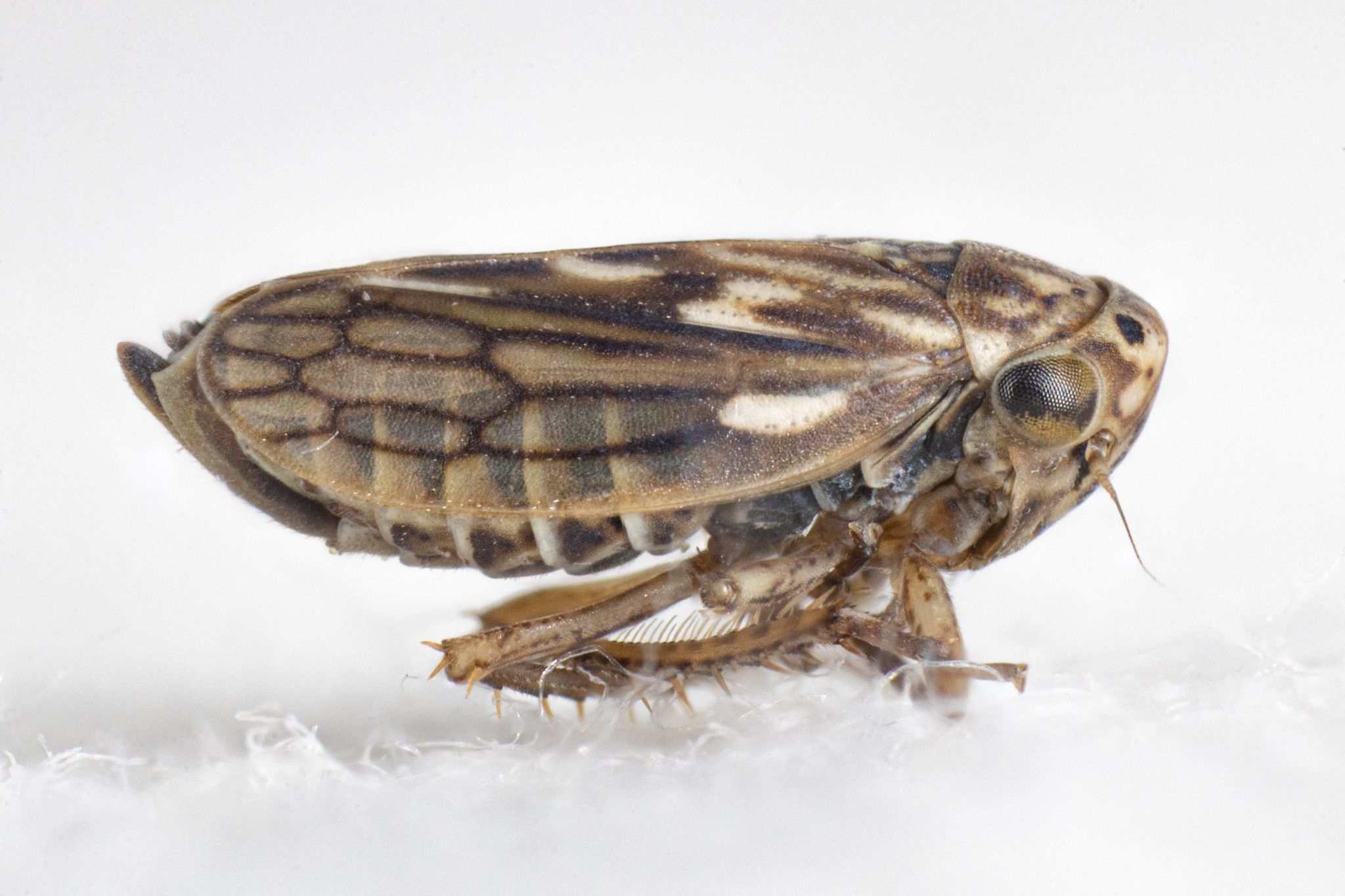 Aceratagallia