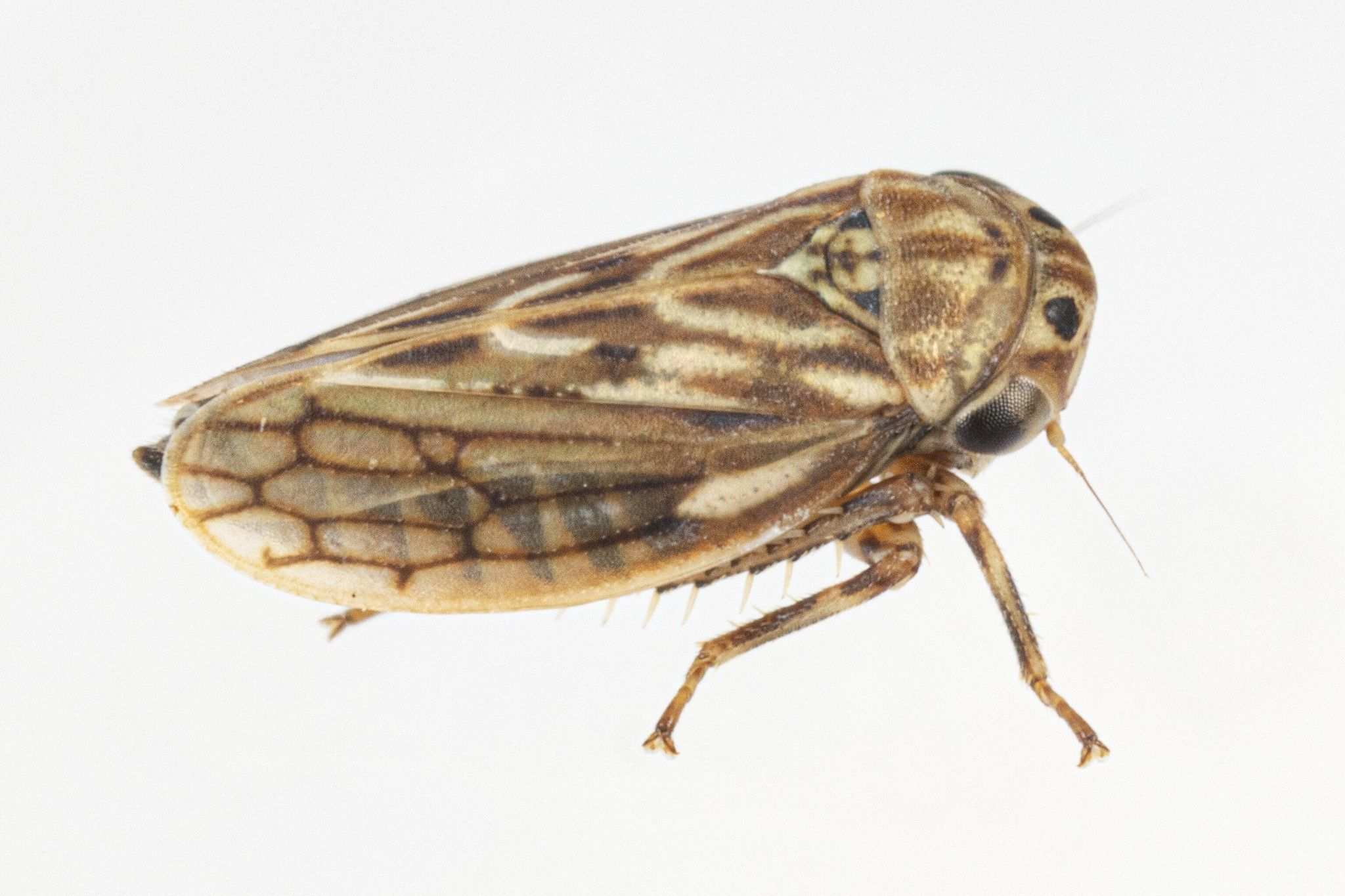 Aceratagallia