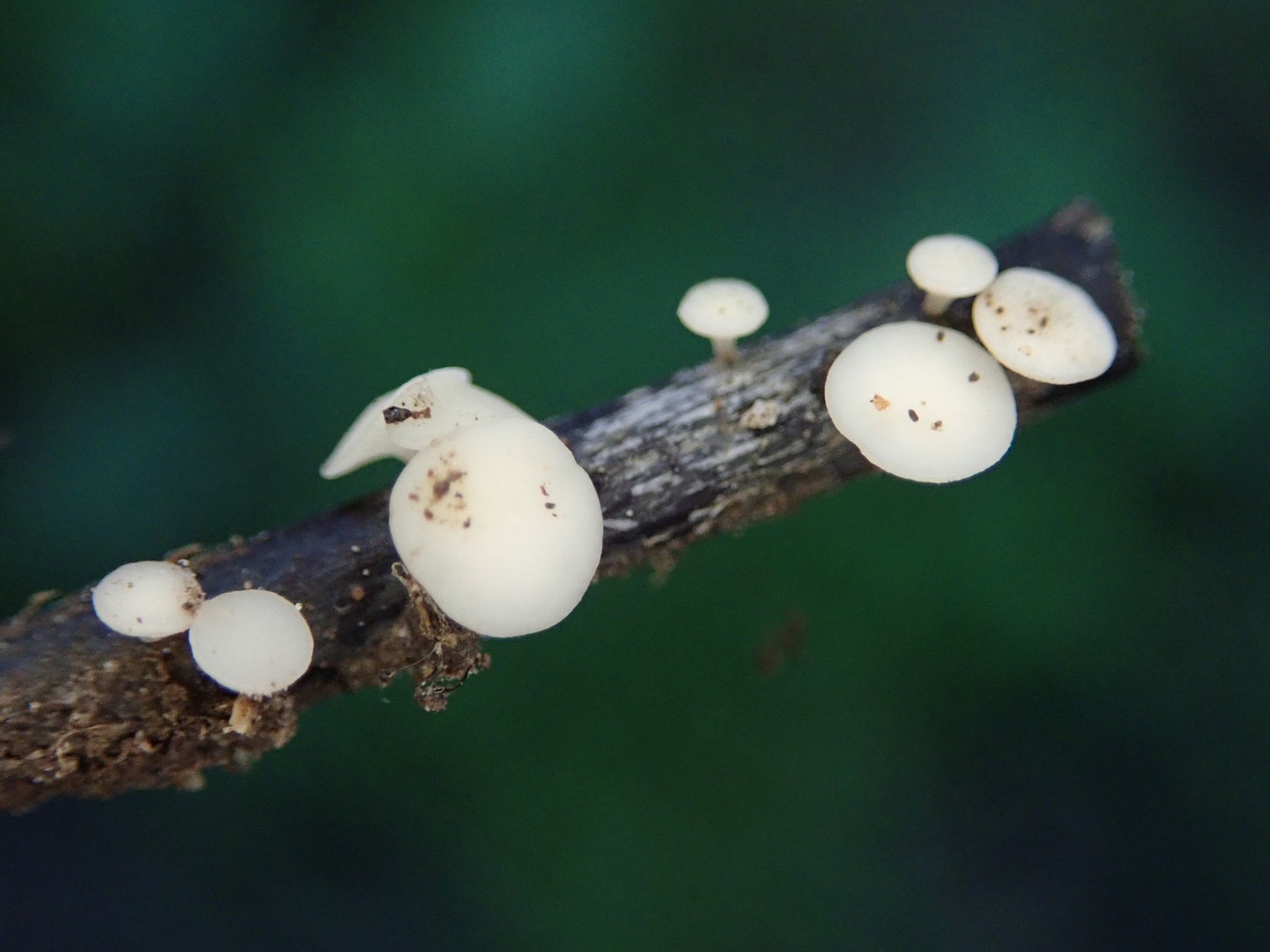 Hymenoscyphus fraxineus