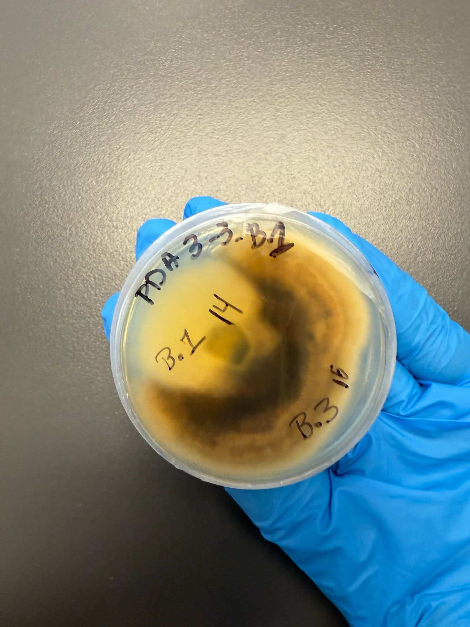 Alternaria burnsii