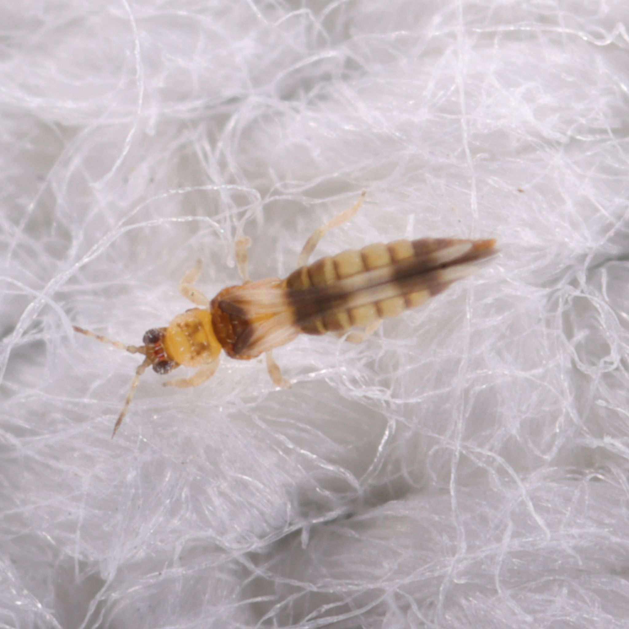 Neohydatothrips
