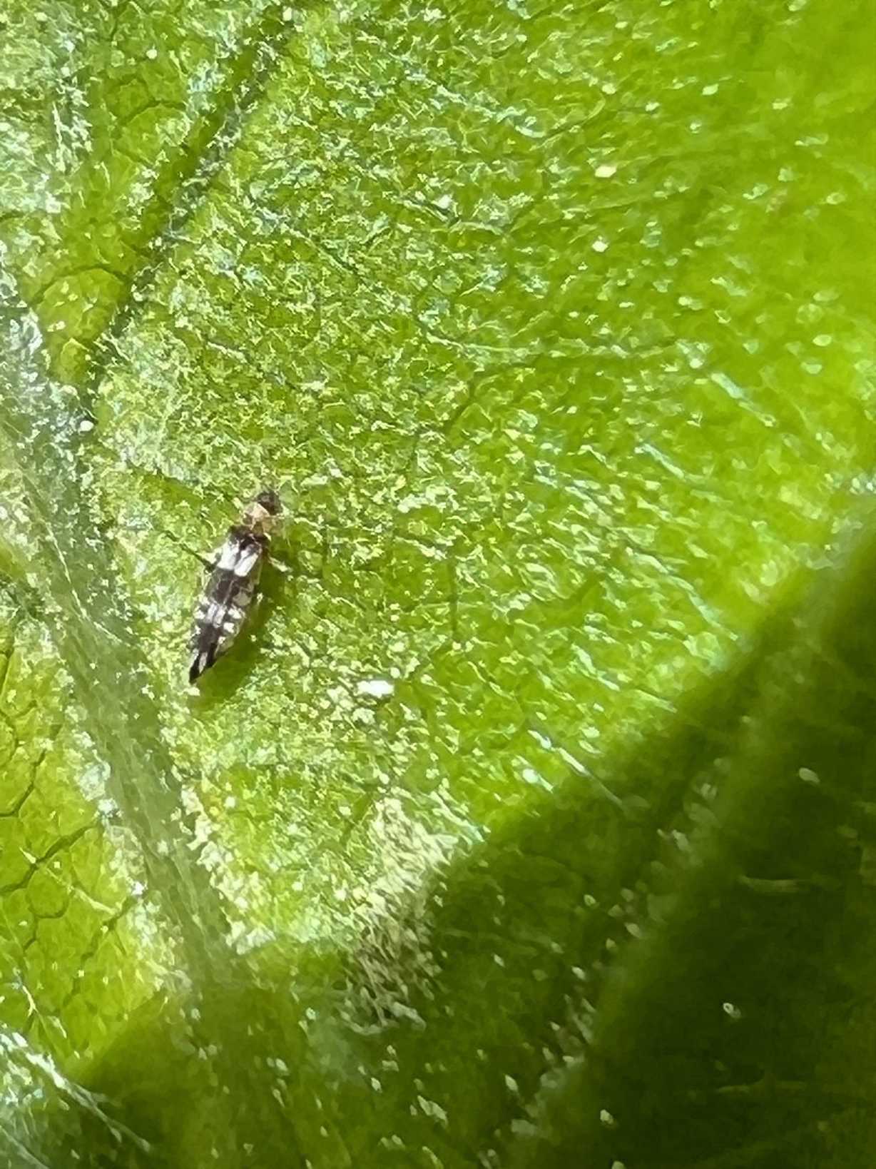 Neohydatothrips