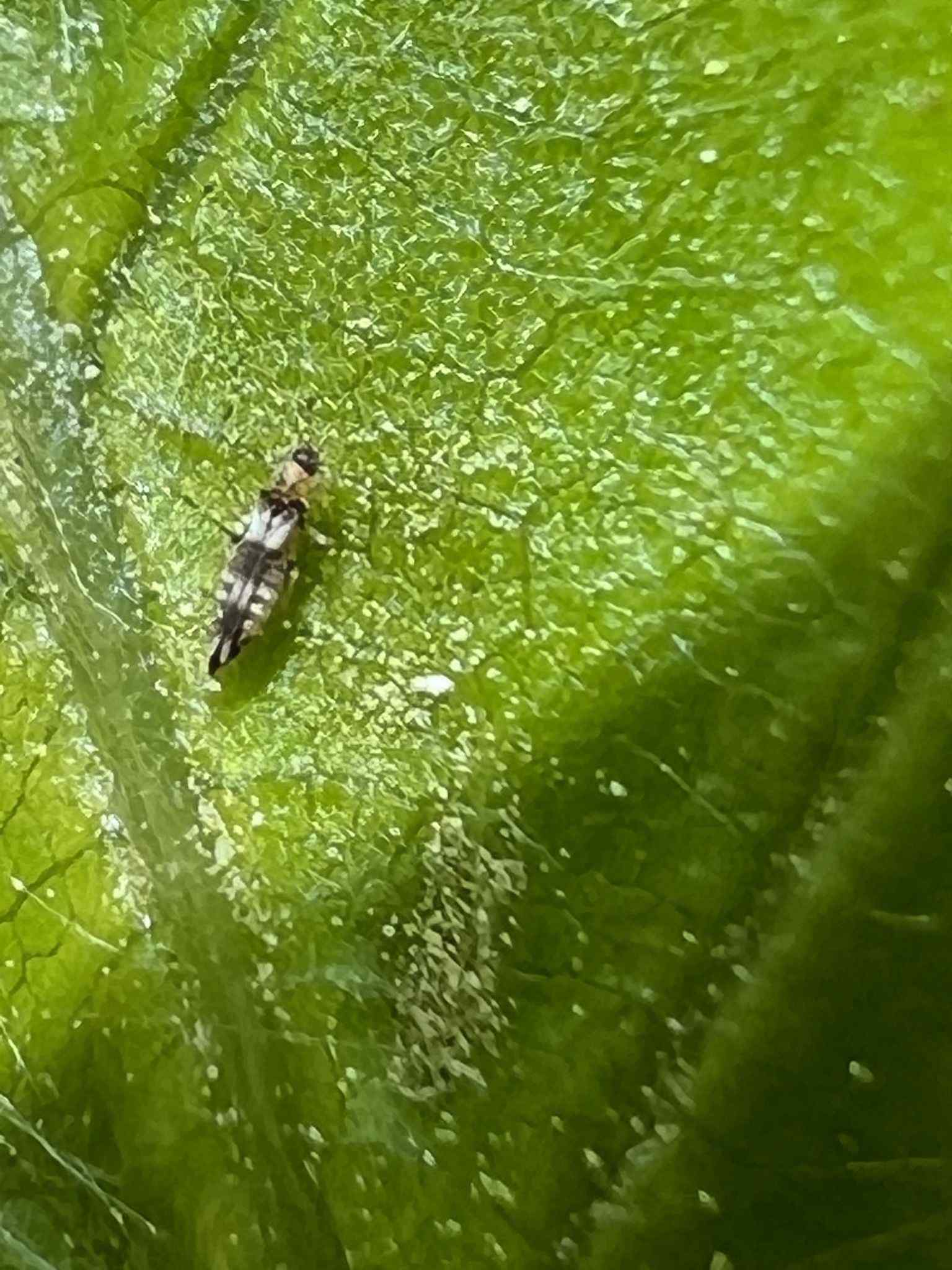 Neohydatothrips