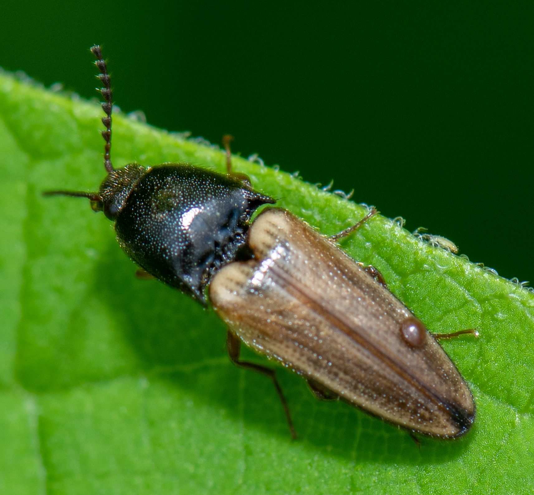 Ampedus nigricollis