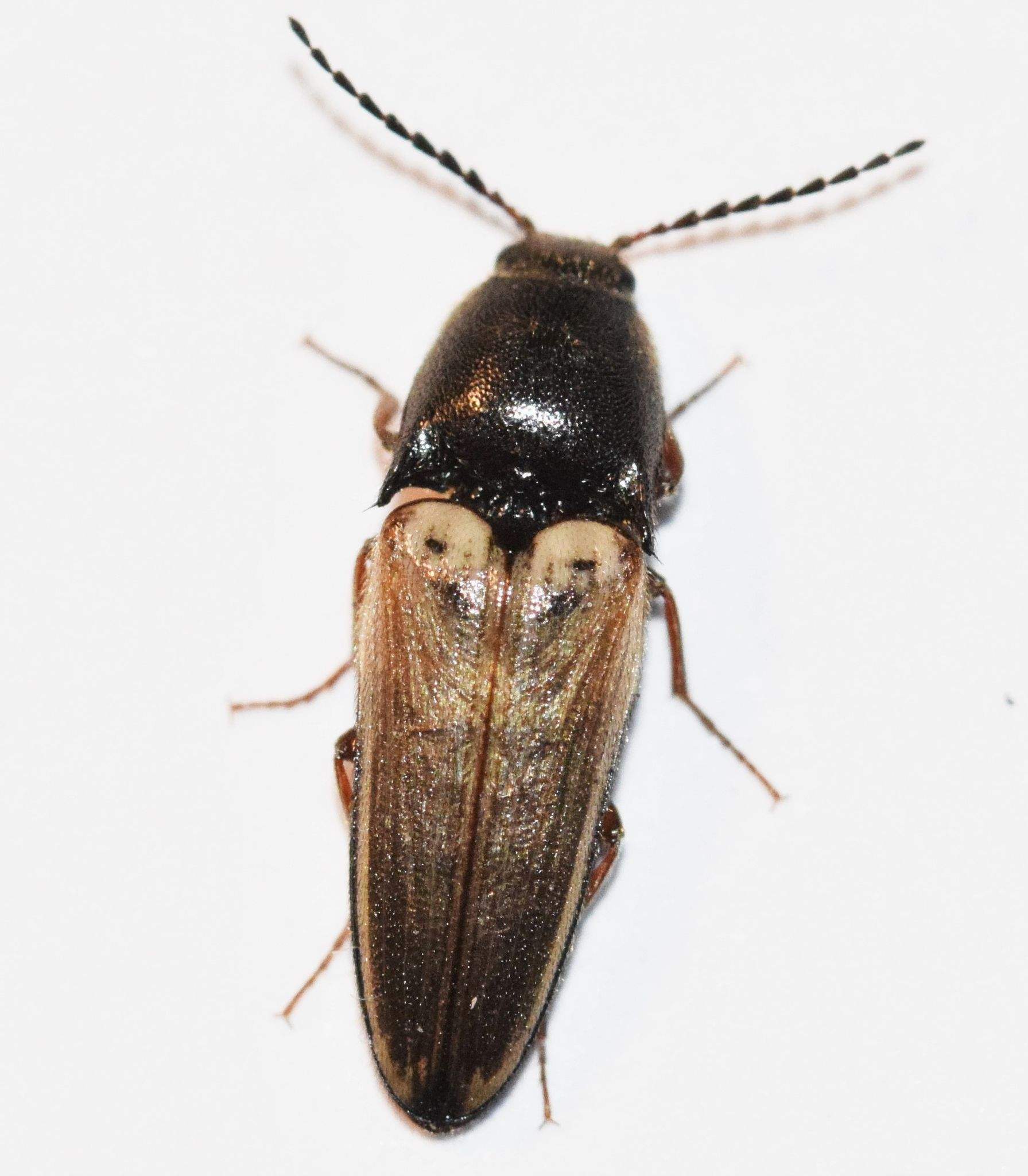 Ampedus nigricollis