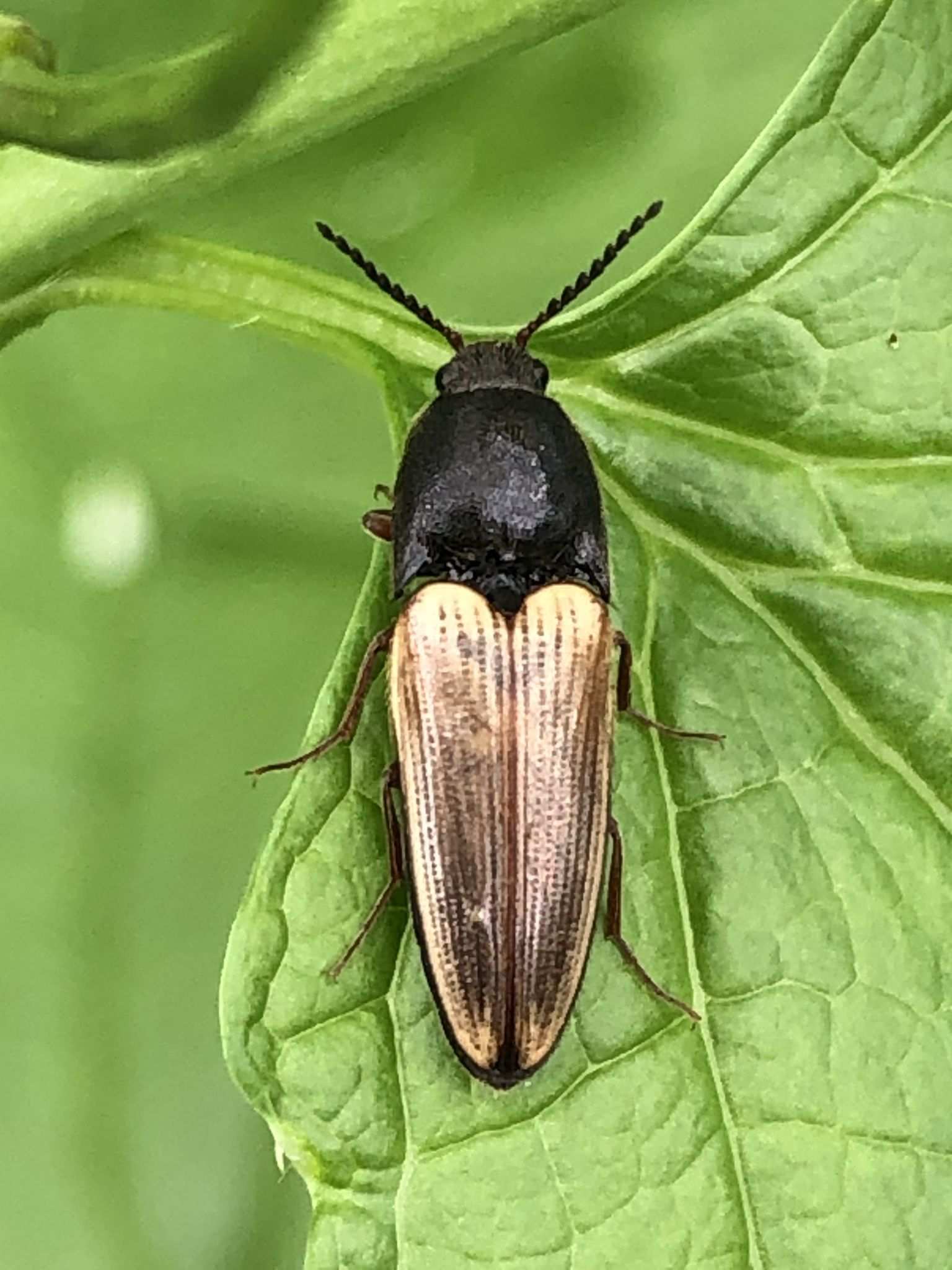 Ampedus nigricollis