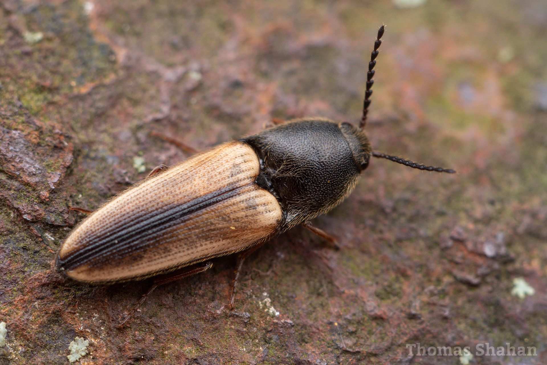 Ampedus nigricollis