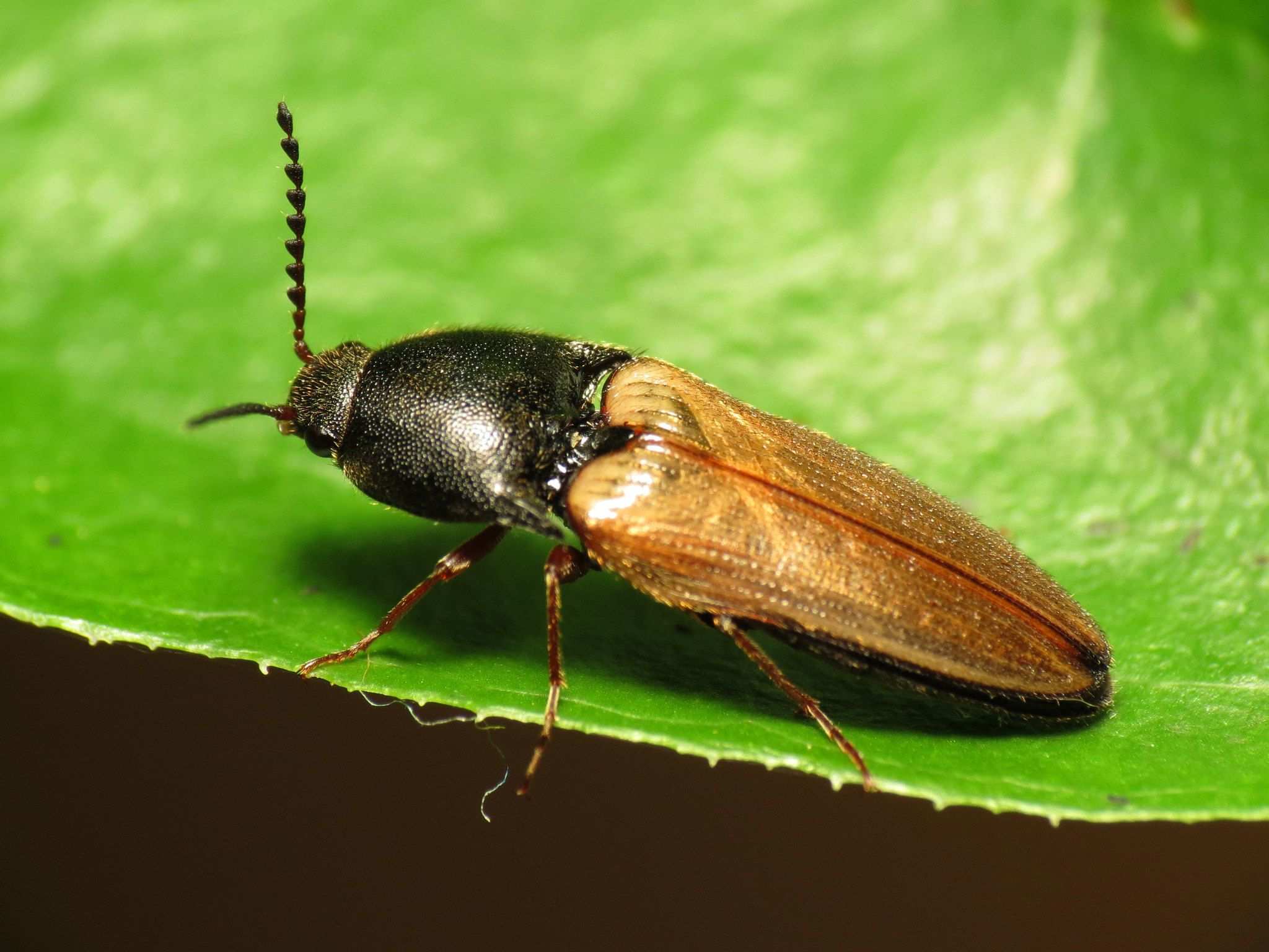 Ampedus nigricollis