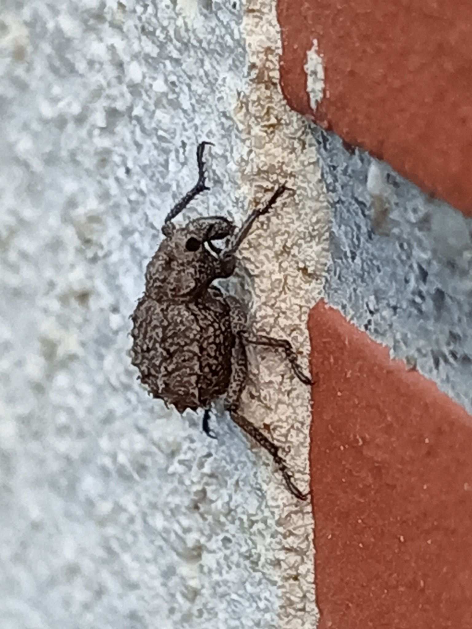 Brachycerus muricatus