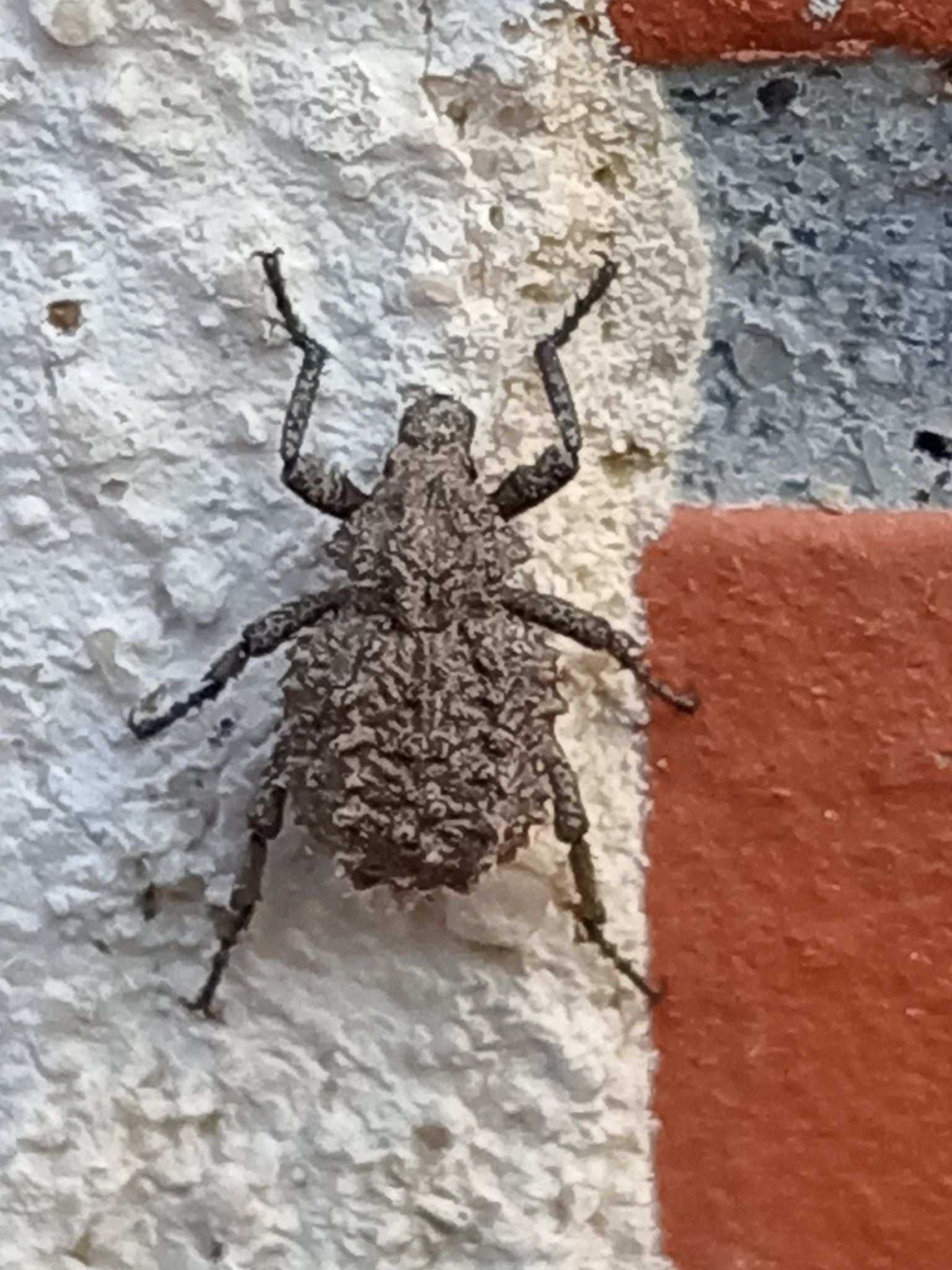 Brachycerus muricatus