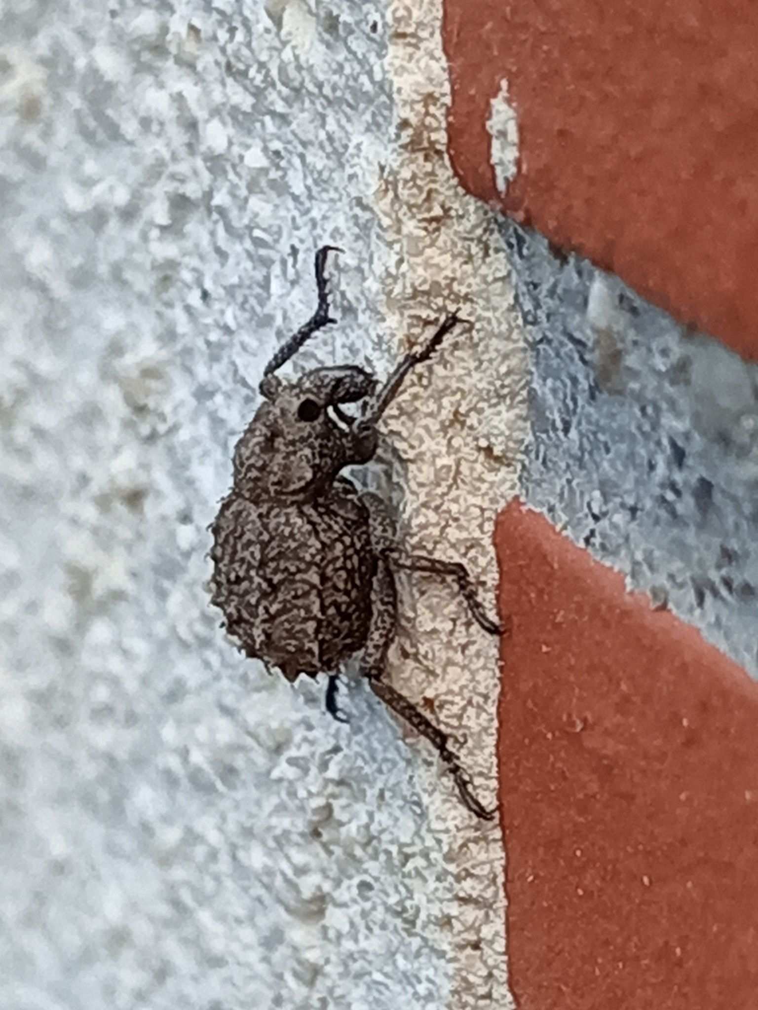 Brachycerus muricatus