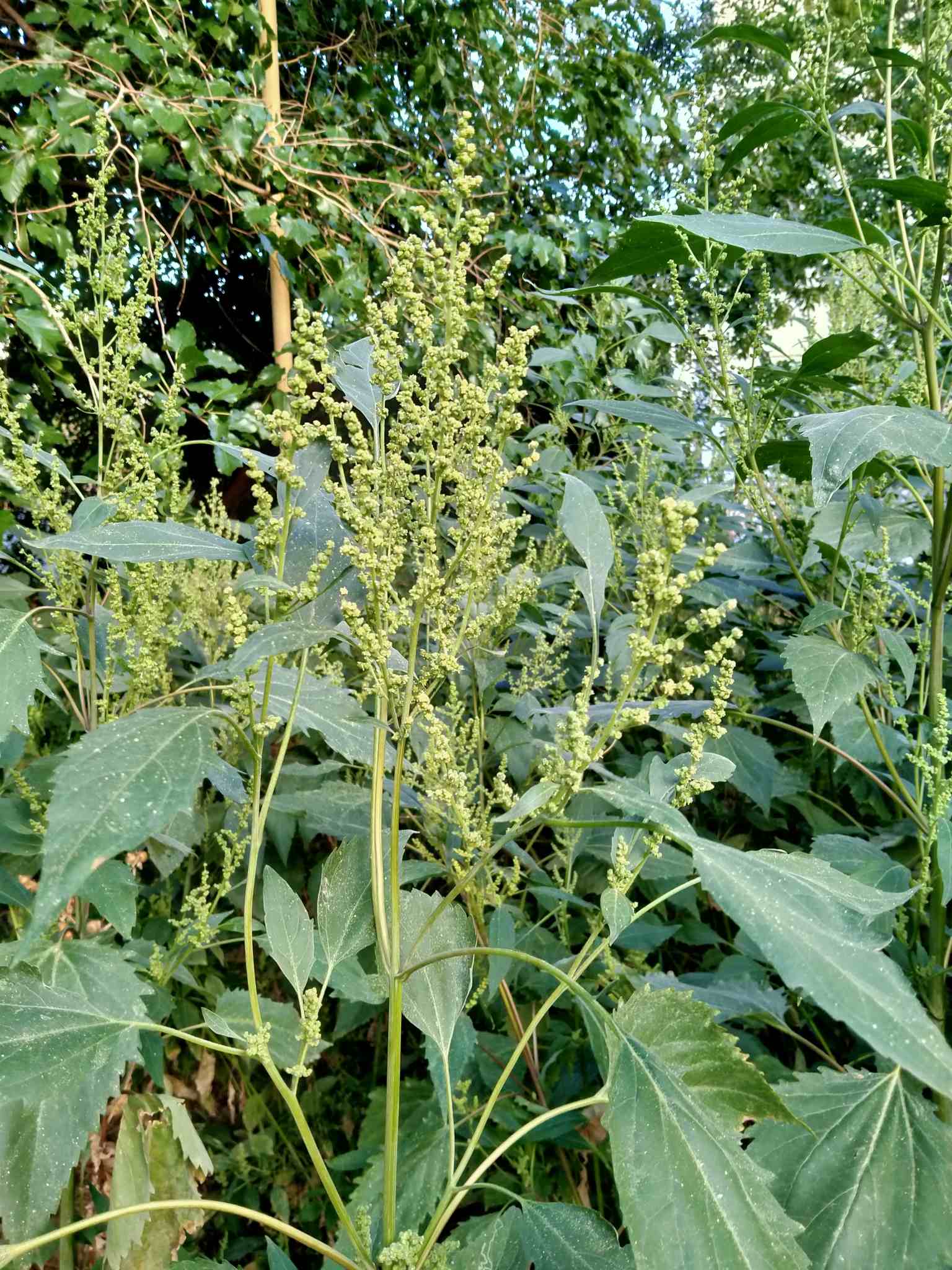 Iva xanthiifolia