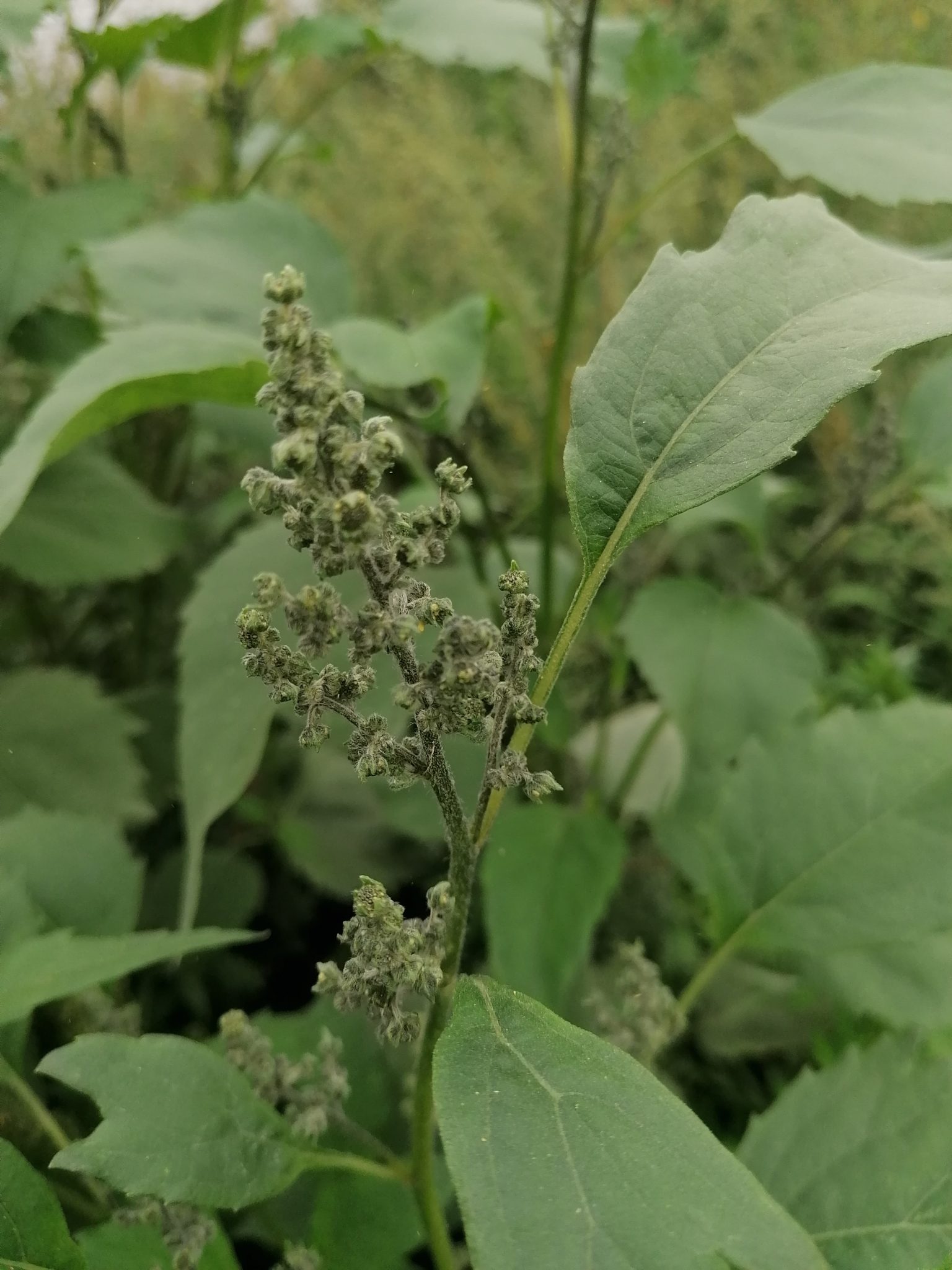 Iva xanthiifolia