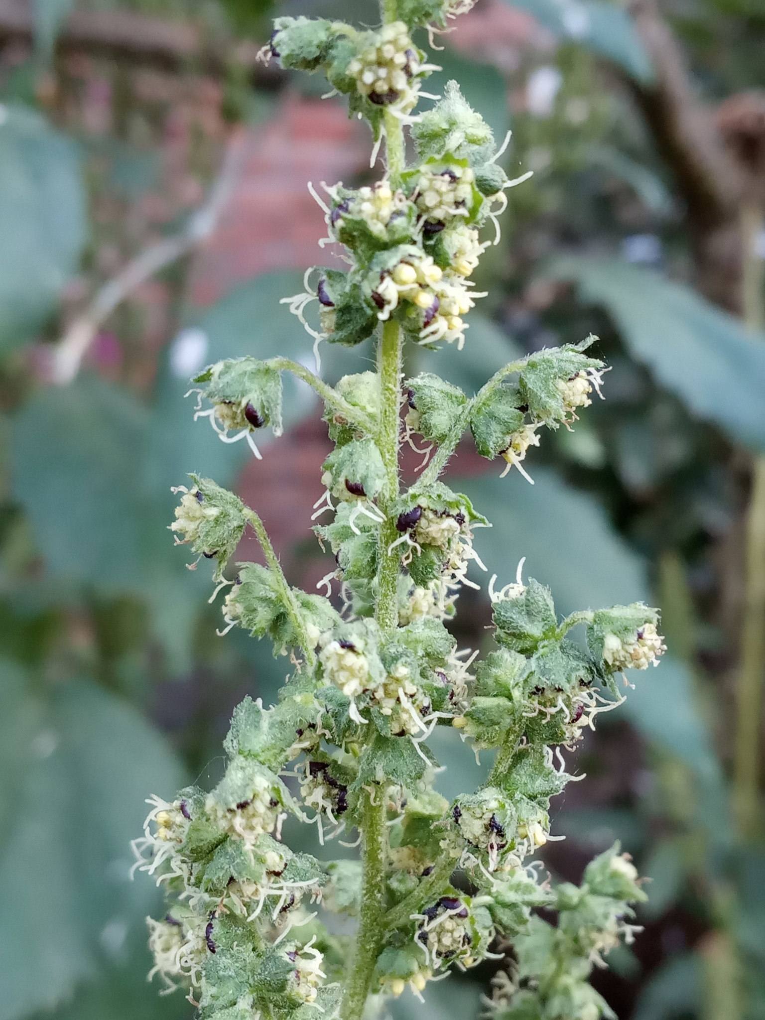 Iva xanthiifolia