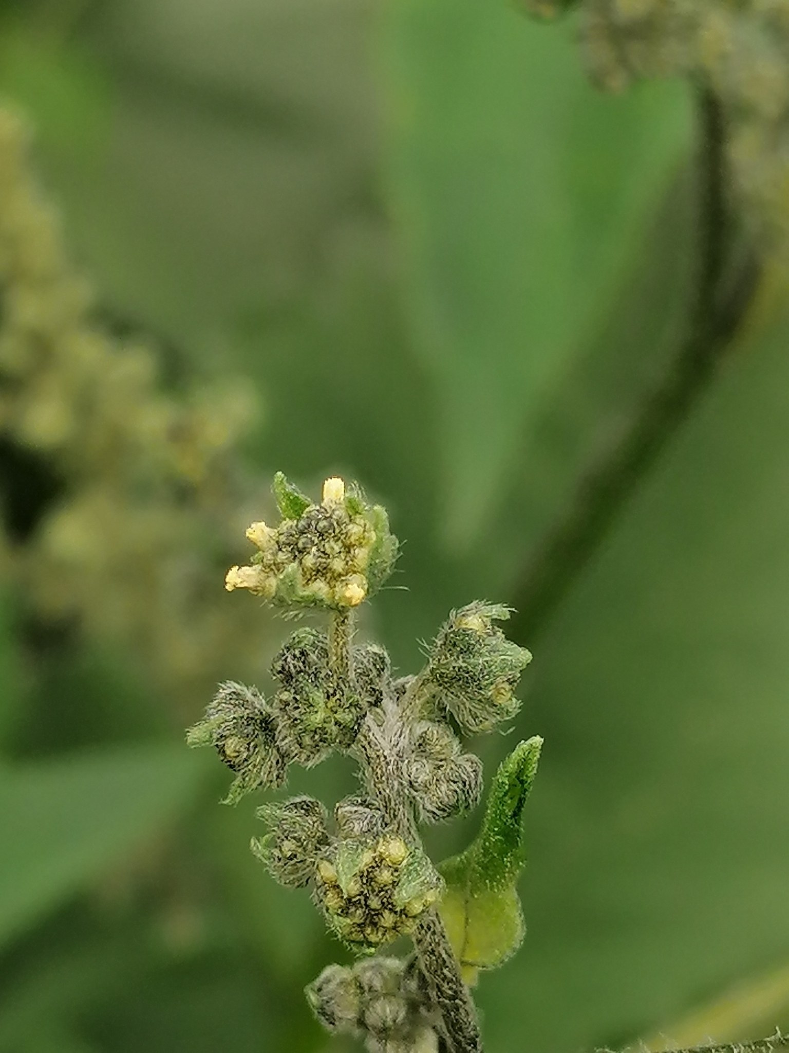 Iva xanthiifolia