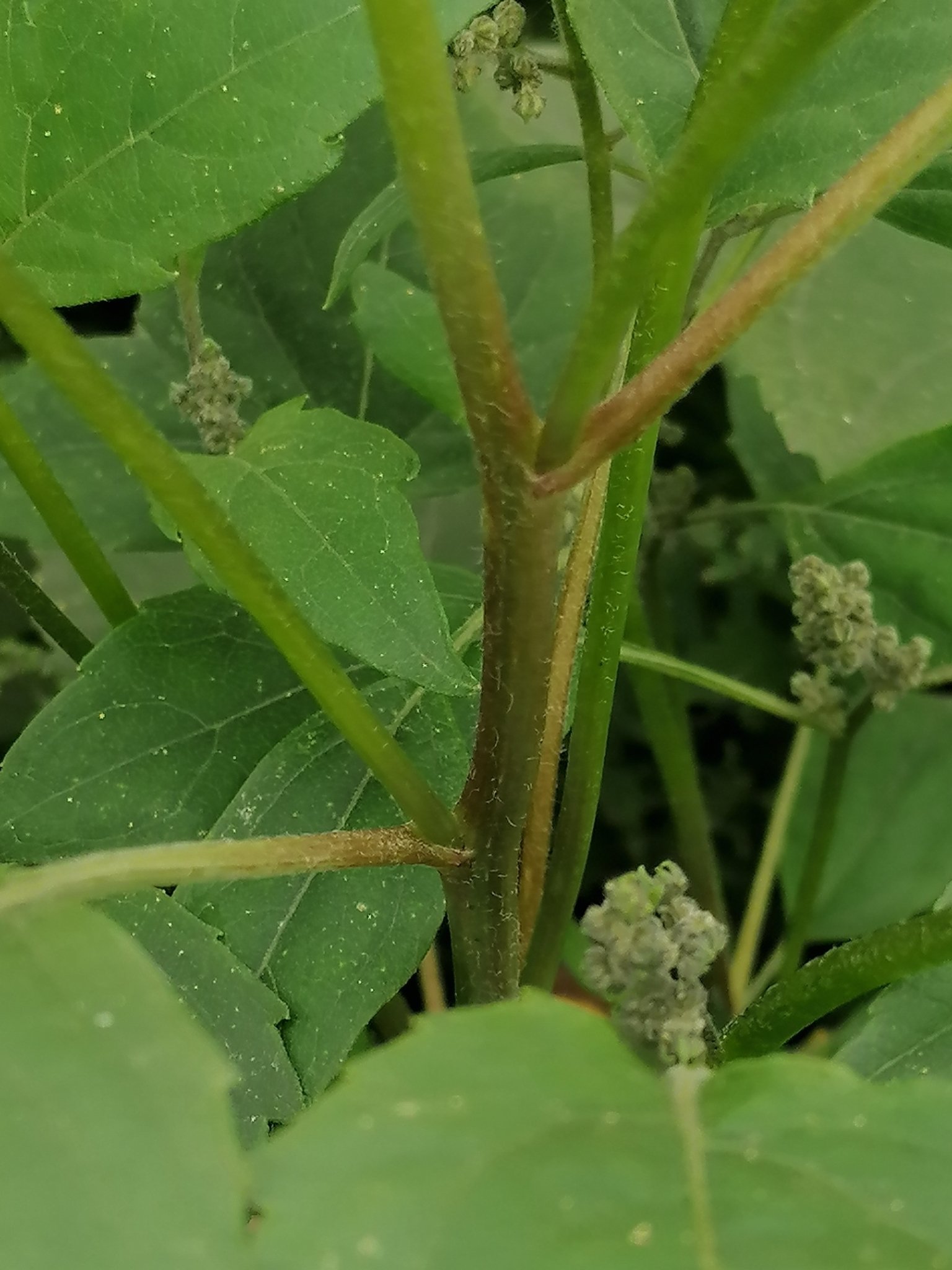 Iva xanthiifolia