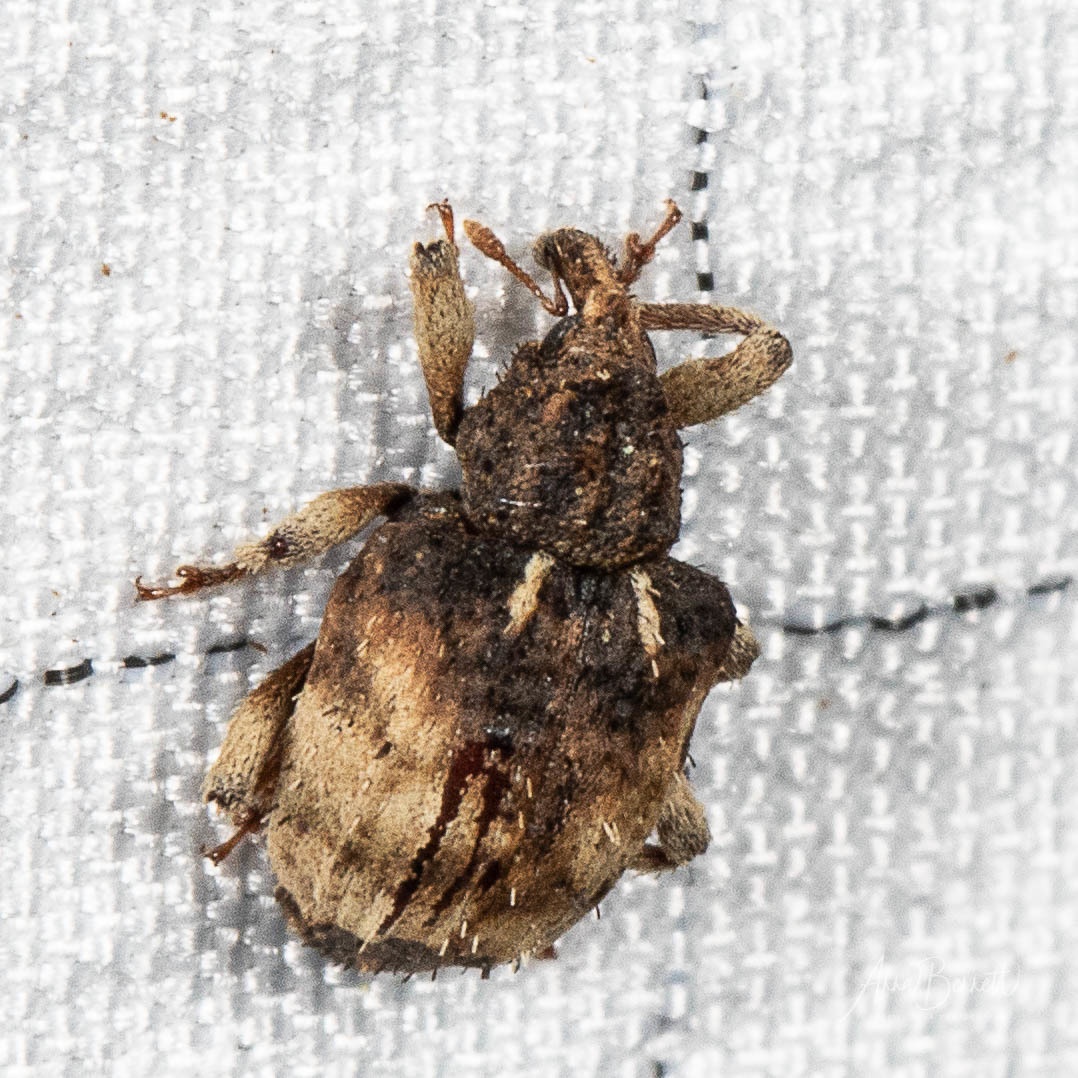 Phyrdenus