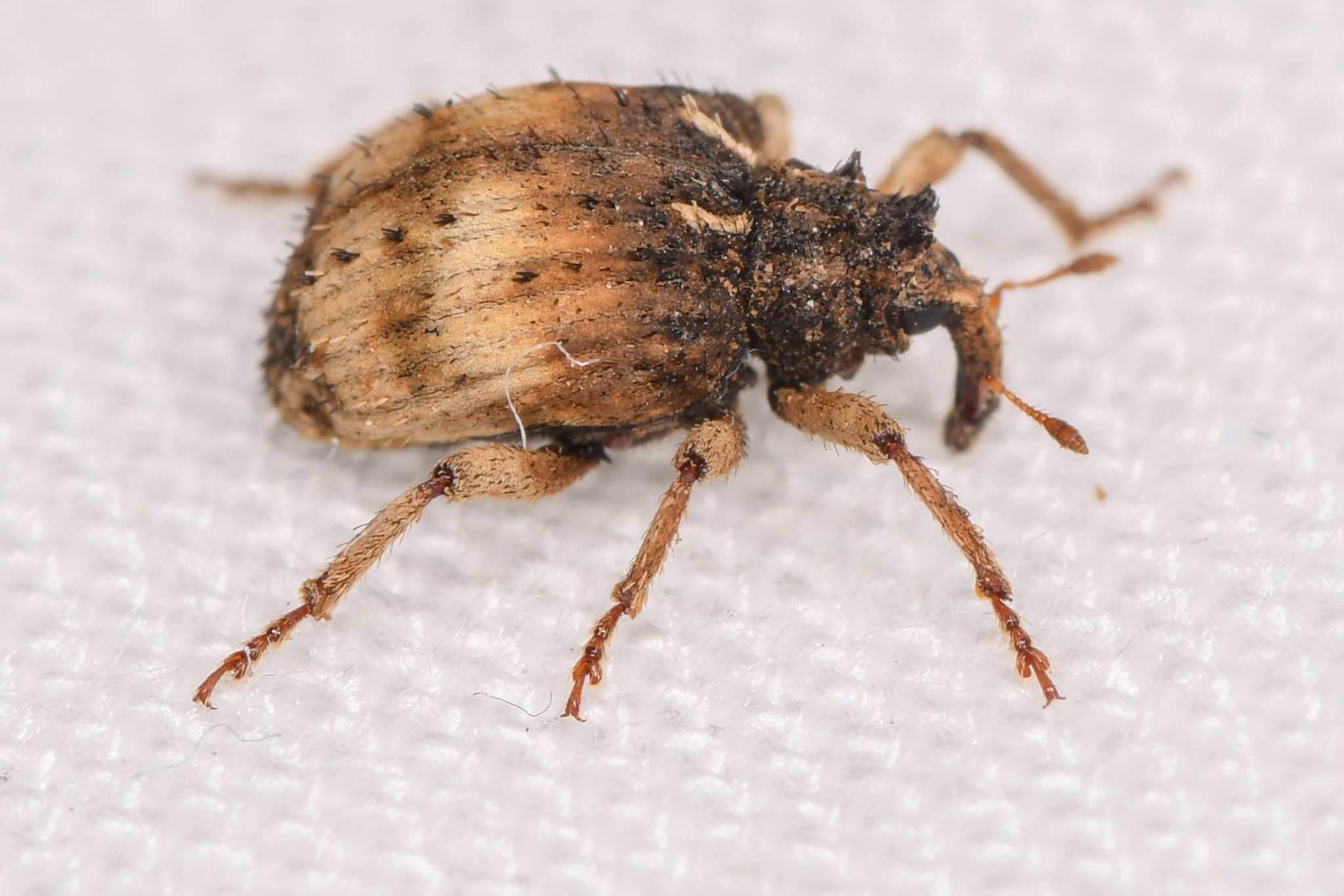 Phyrdenus