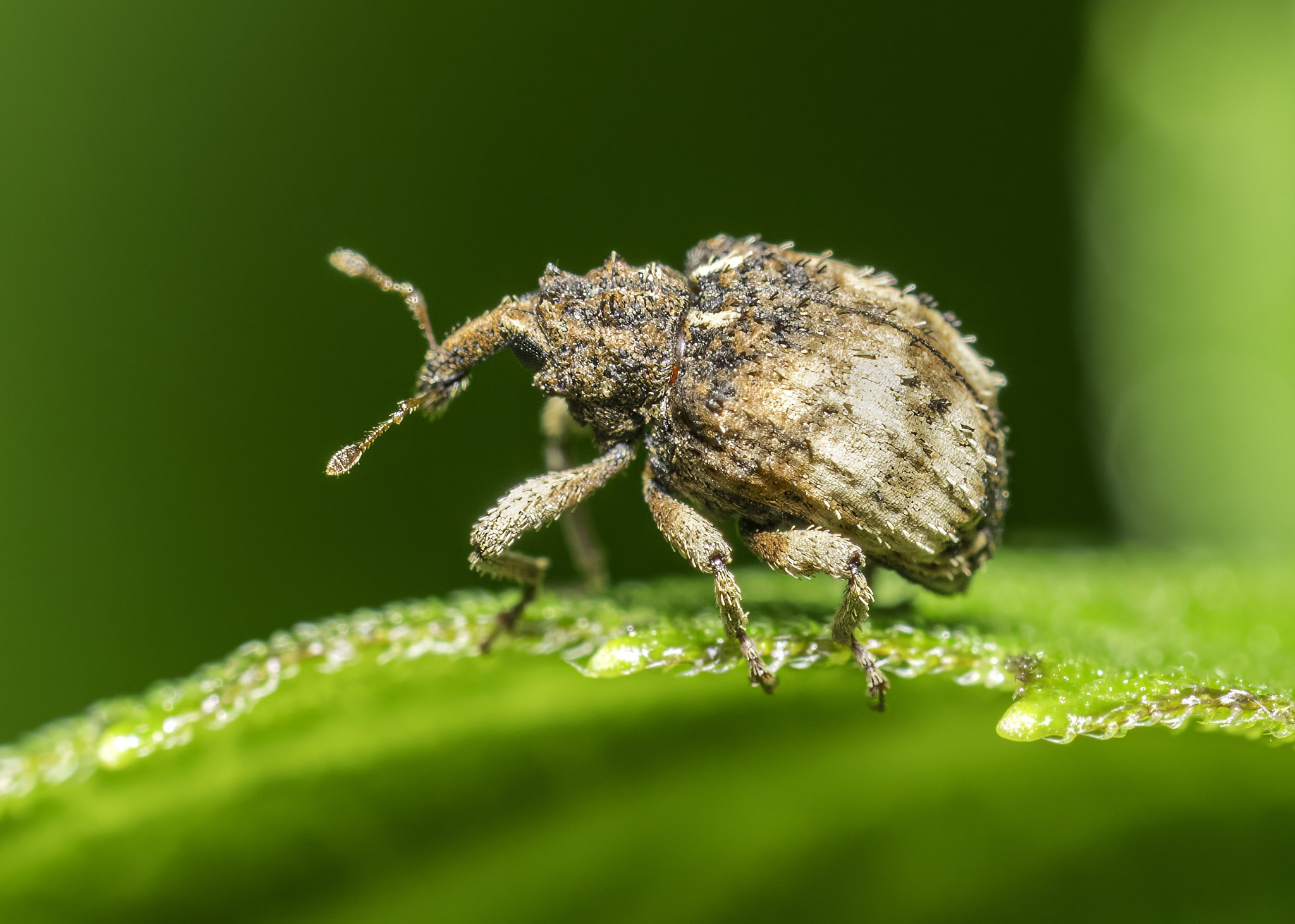 Phyrdenus