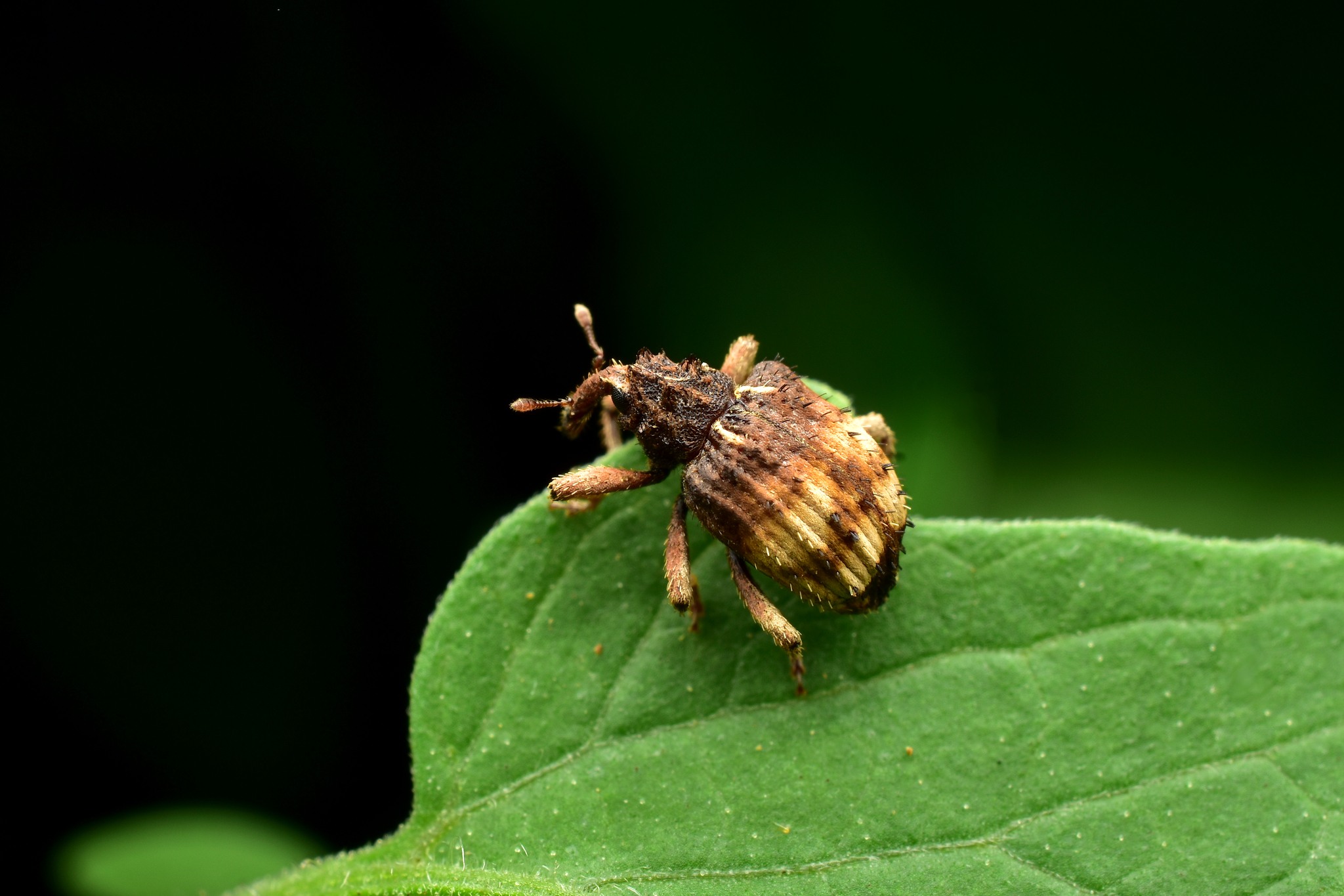 Phyrdenus