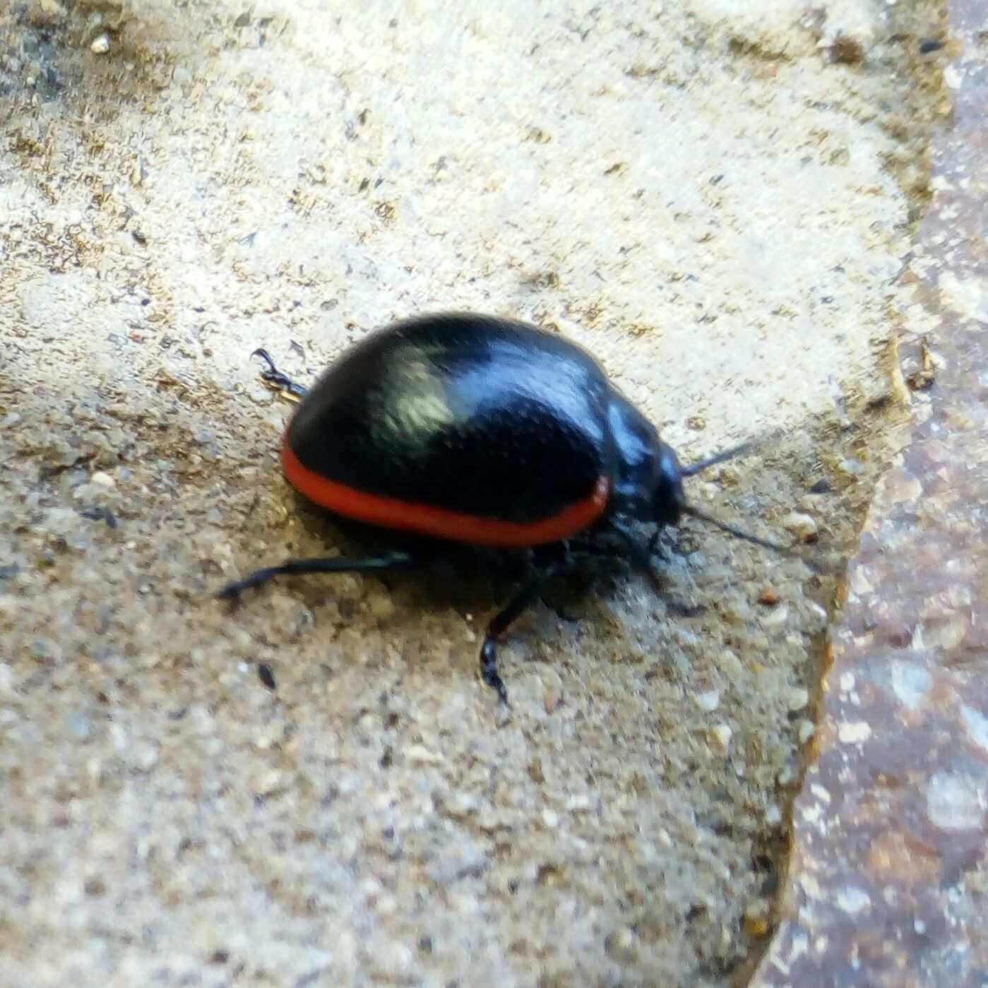 Chrysolina rossia