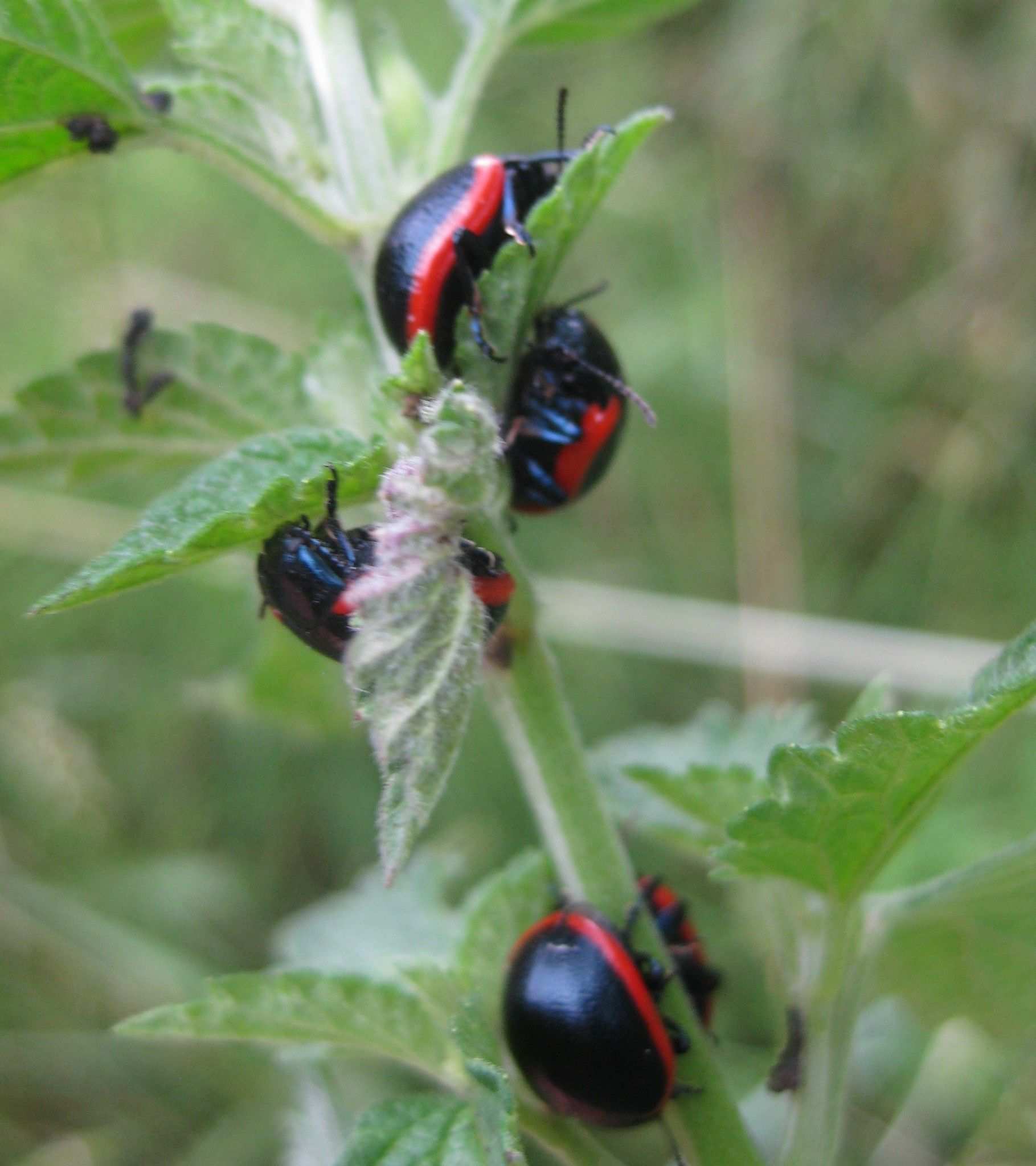 Chrysolina rossia