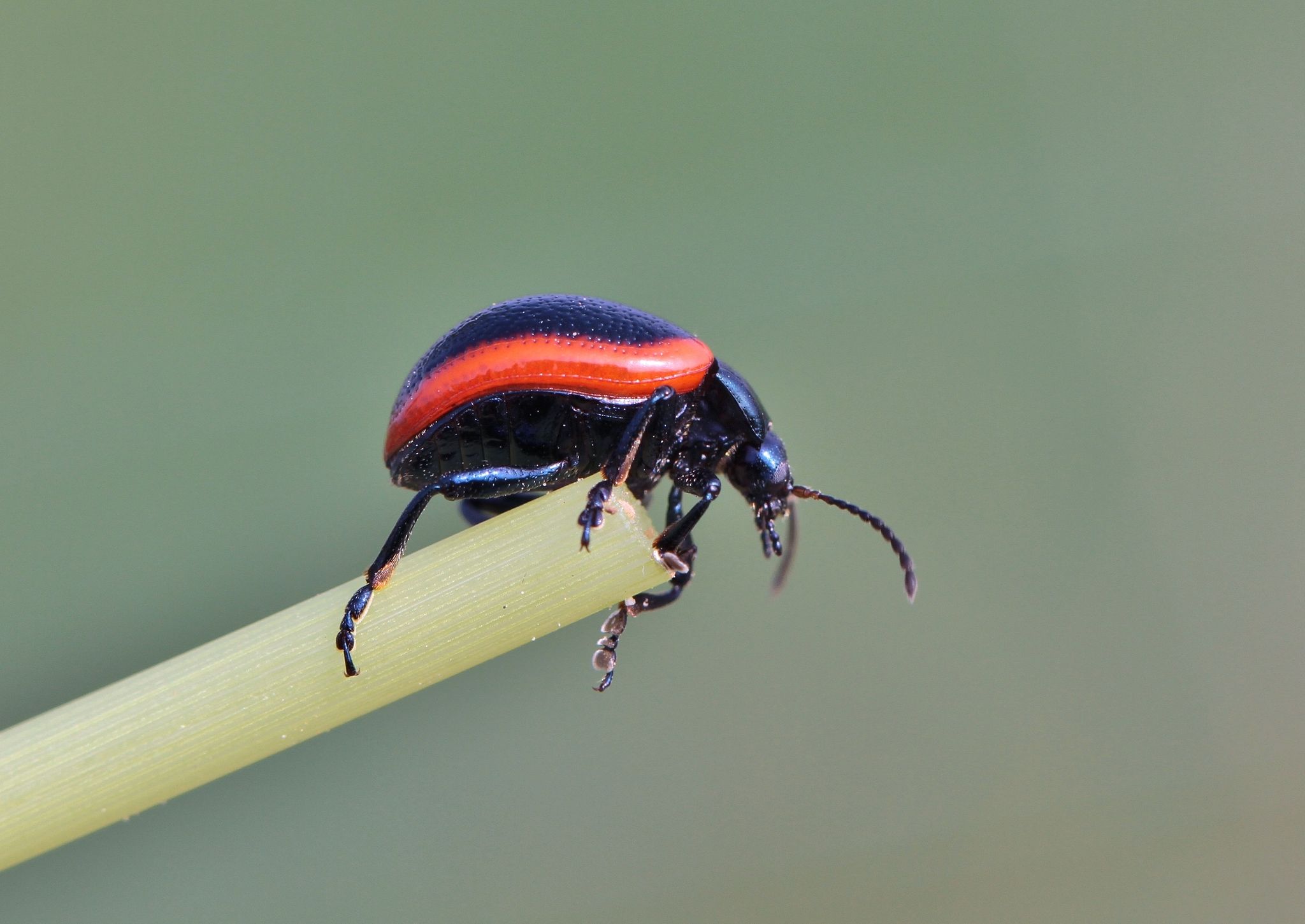 Chrysolina rossia