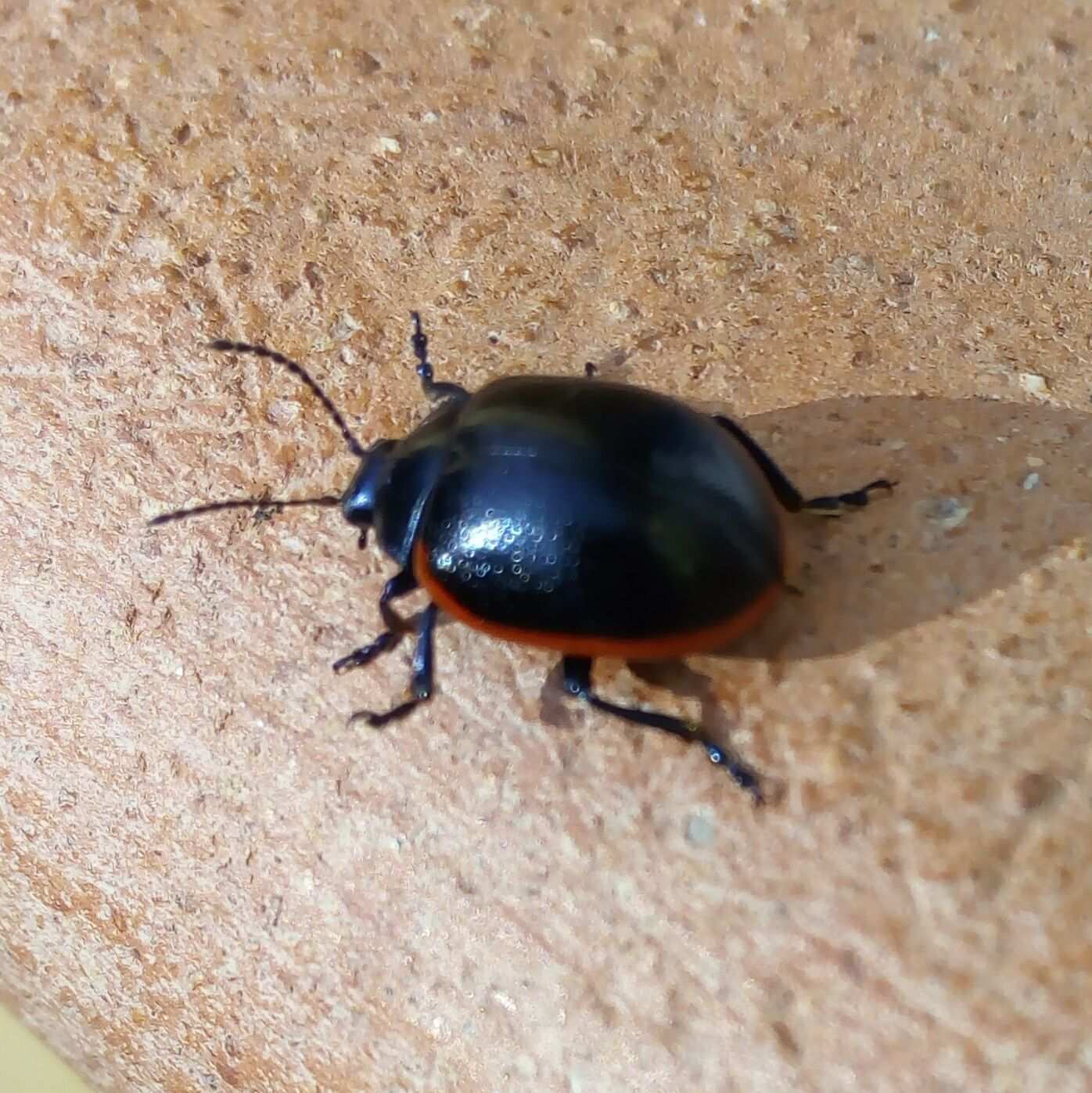 Chrysolina rossia
