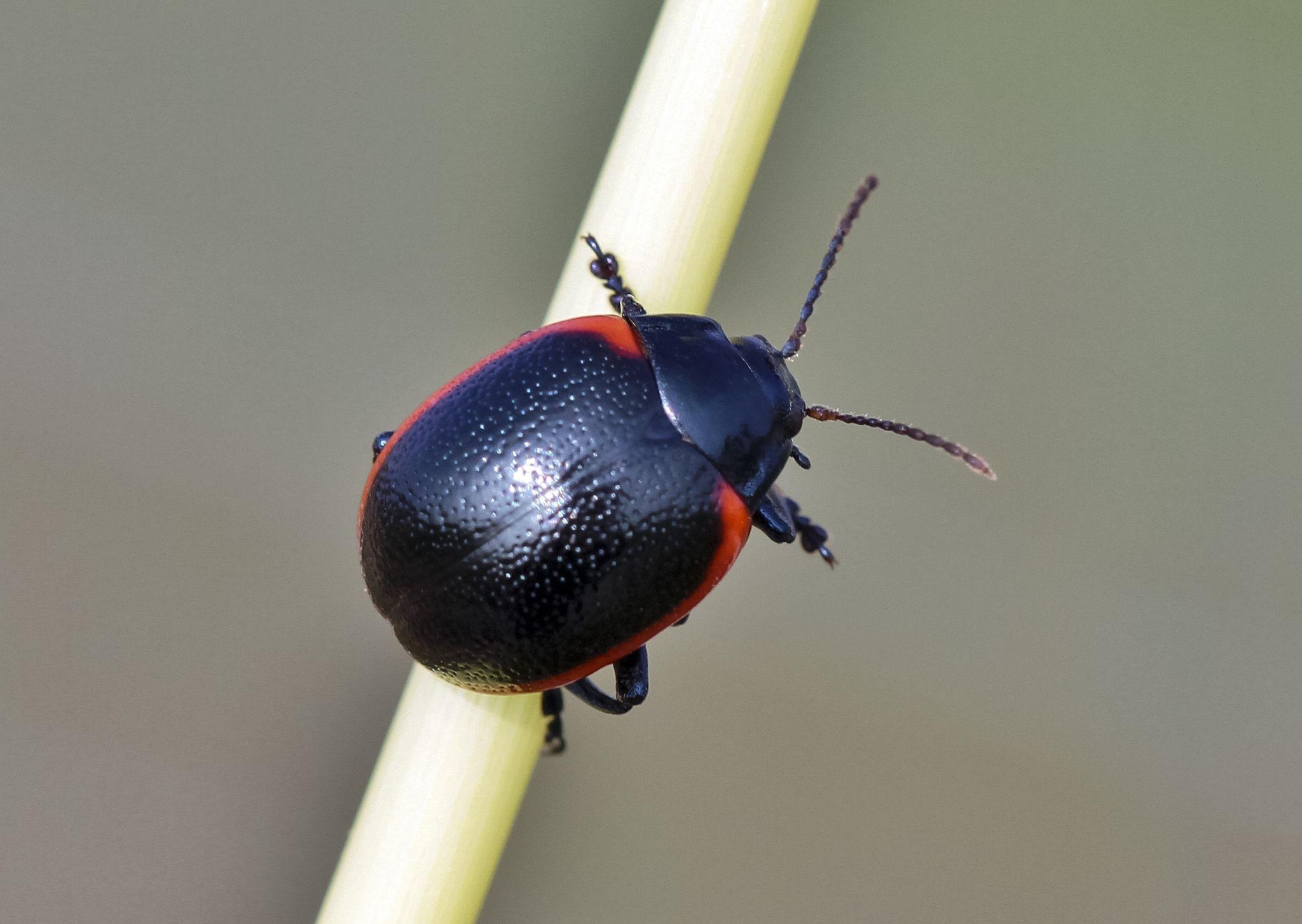 Chrysolina rossia