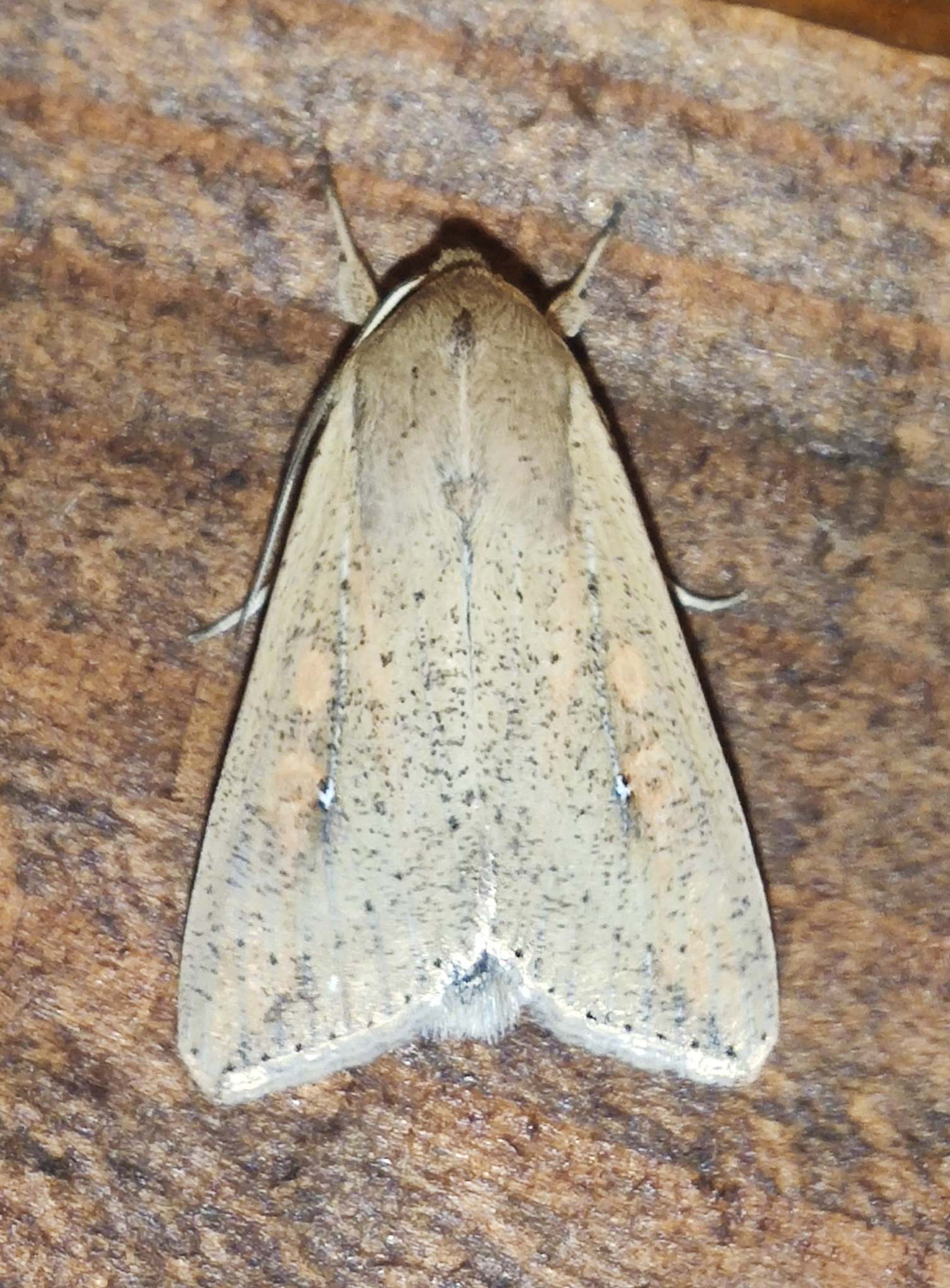 Leucania