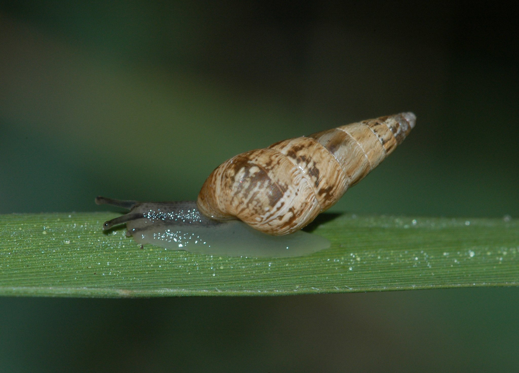 Cochlicella acuta