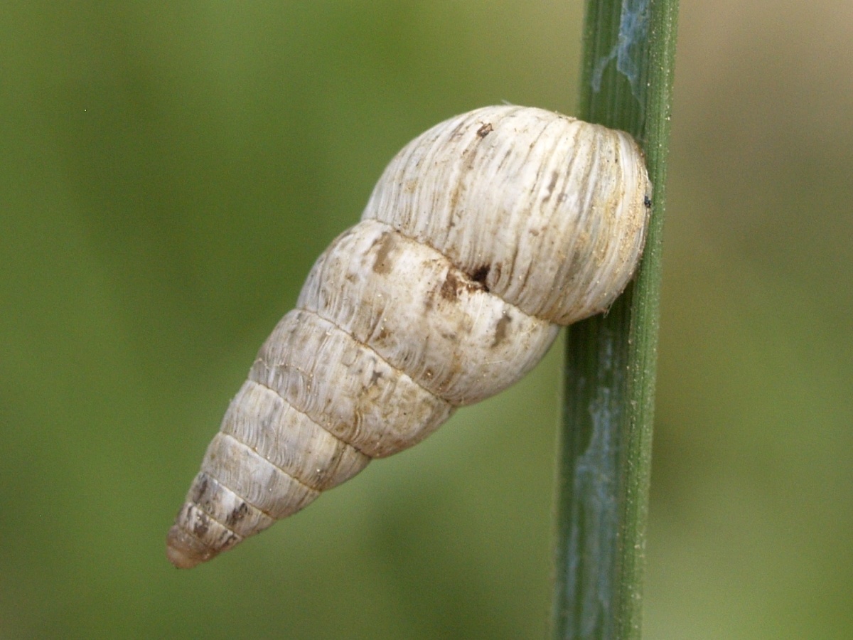 Cochlicella acuta