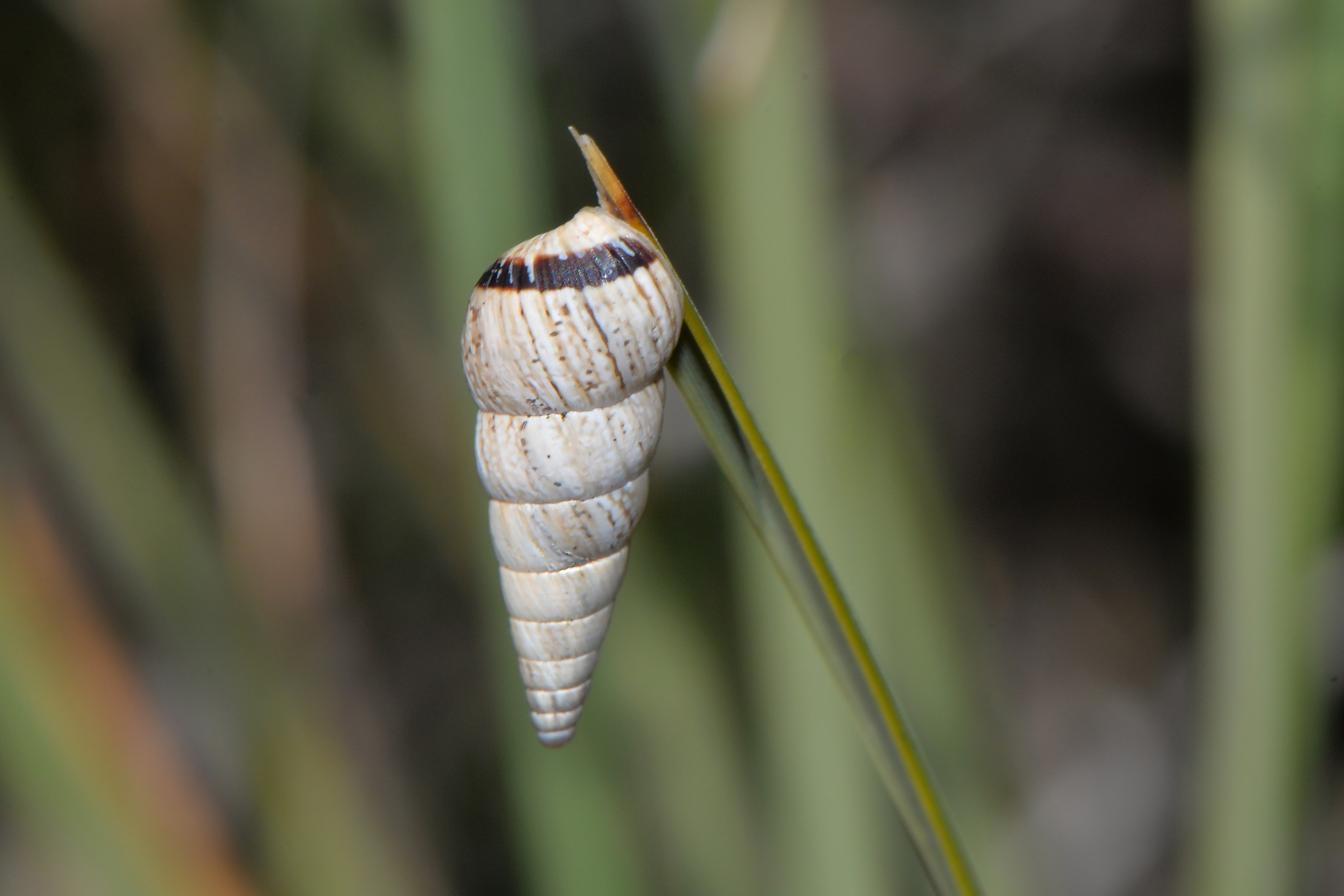 Cochlicella acuta