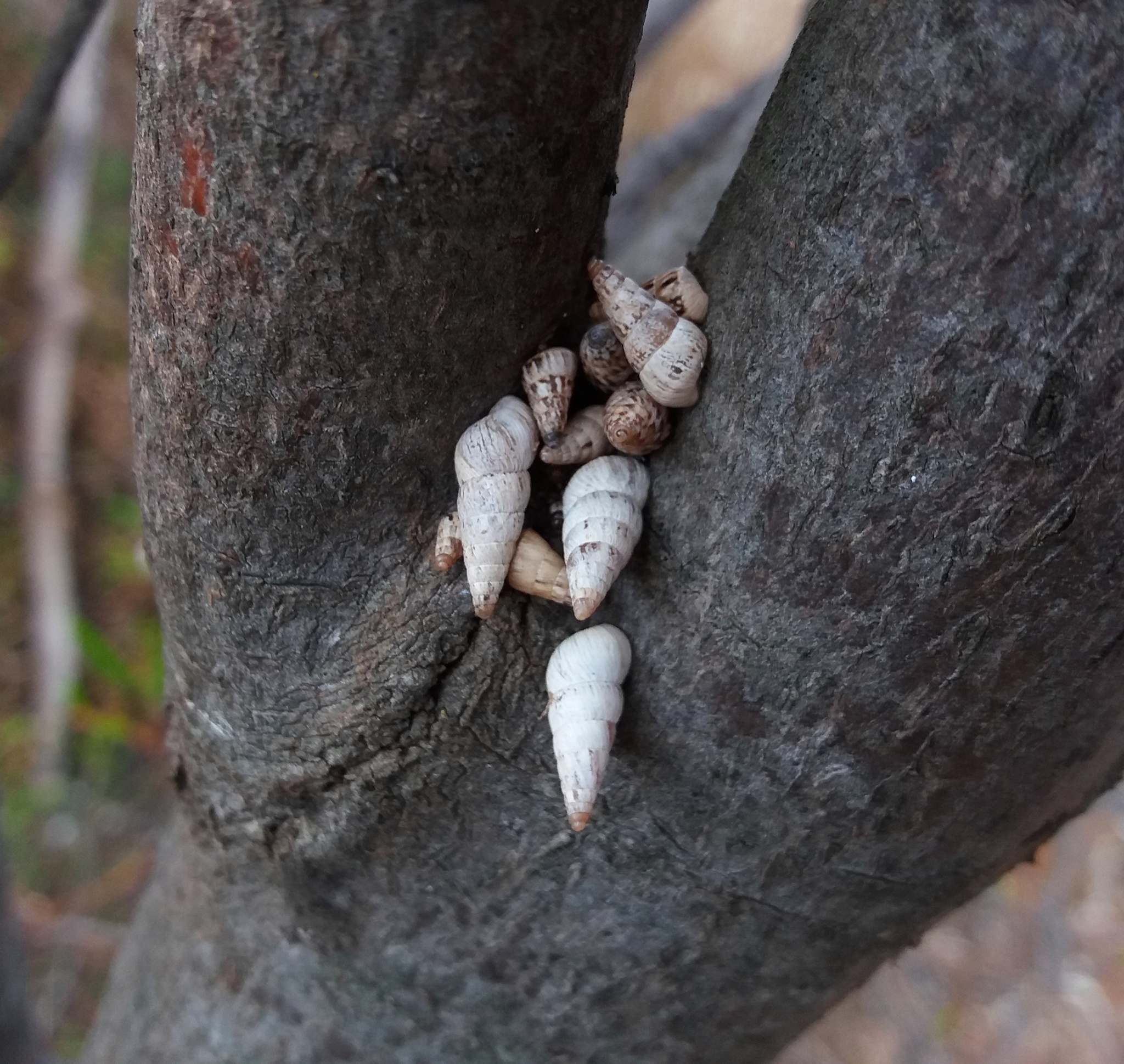 Cochlicella acuta