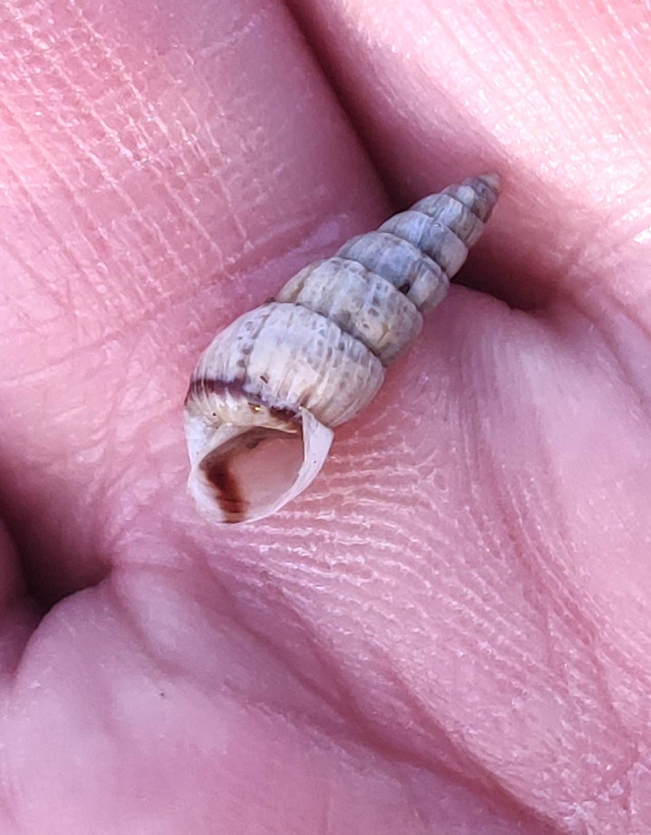 Cochlicella acuta