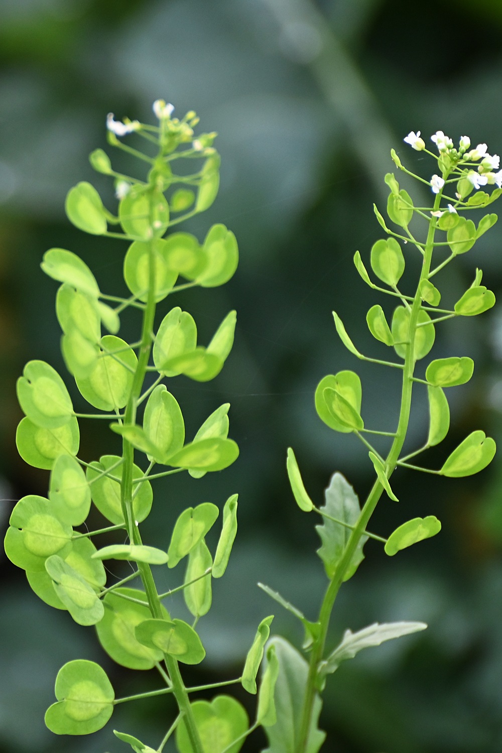 Thlaspi arvense