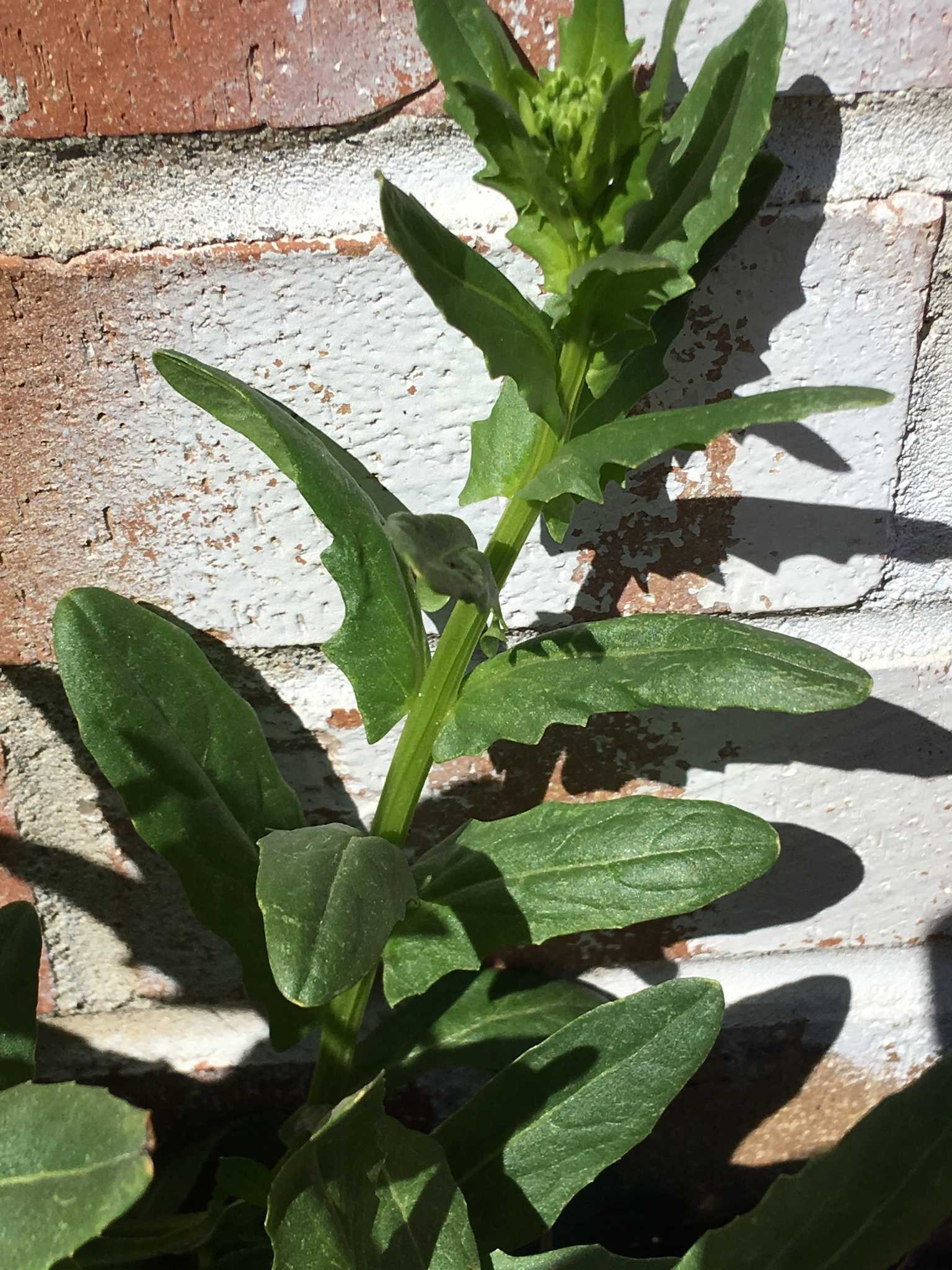 Thlaspi arvense