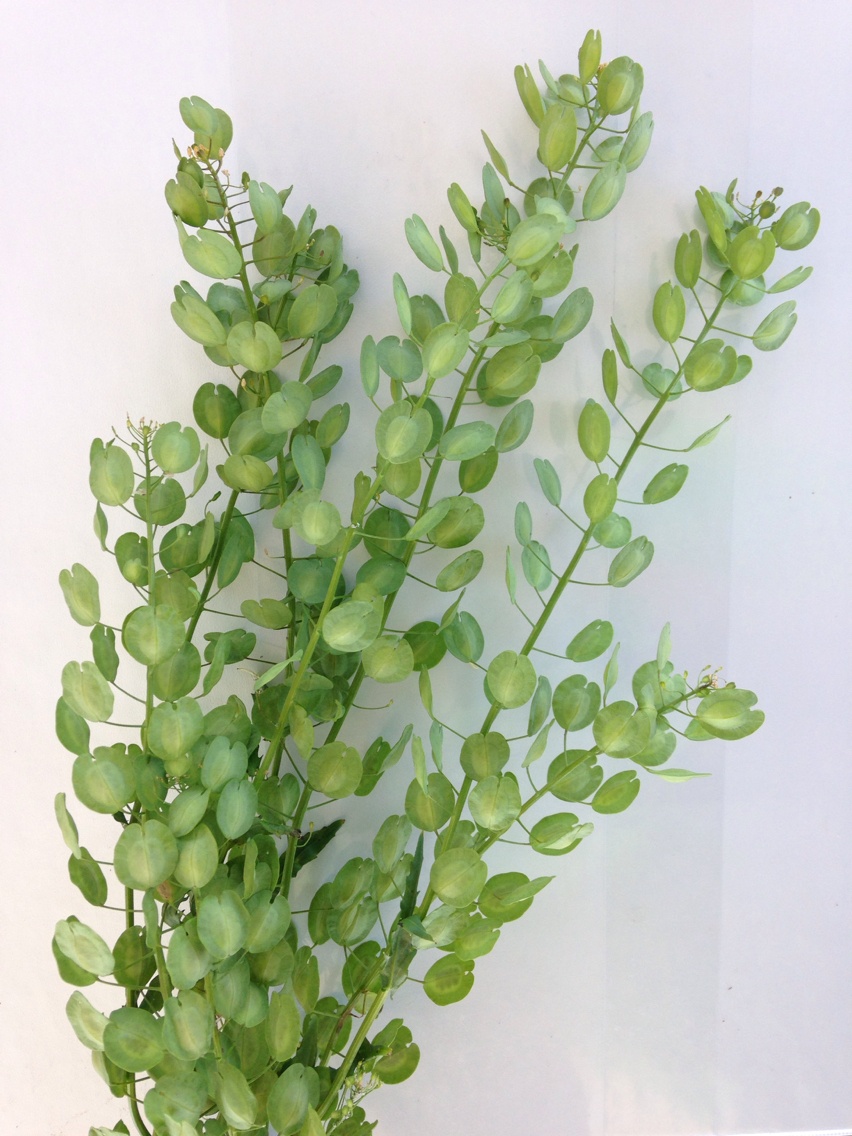 Thlaspi arvense