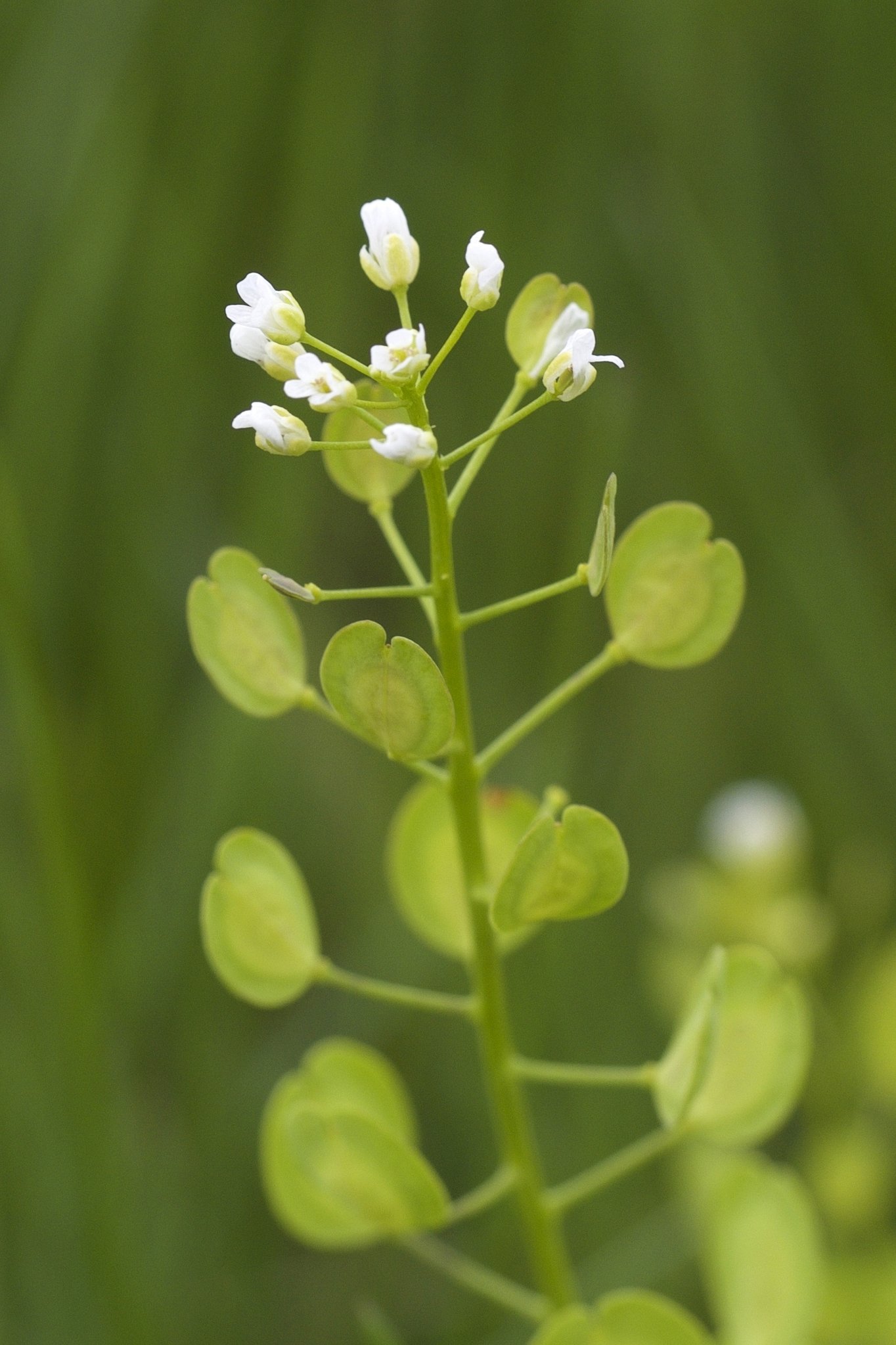 Thlaspi arvense