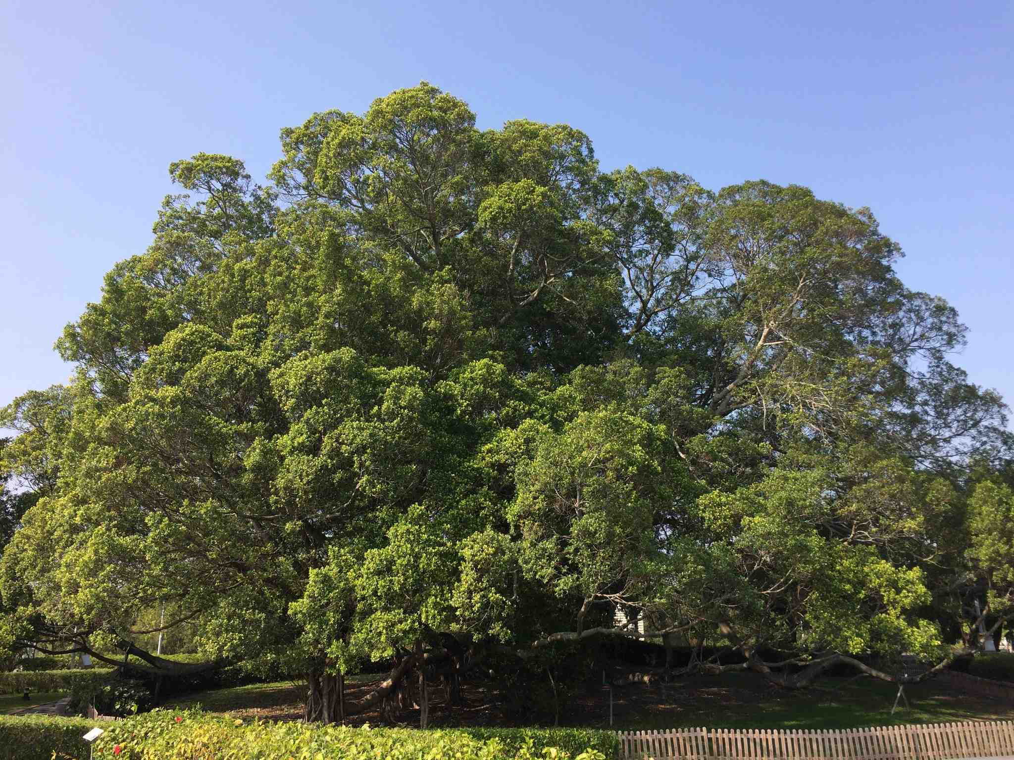 Ficus microcarpa
