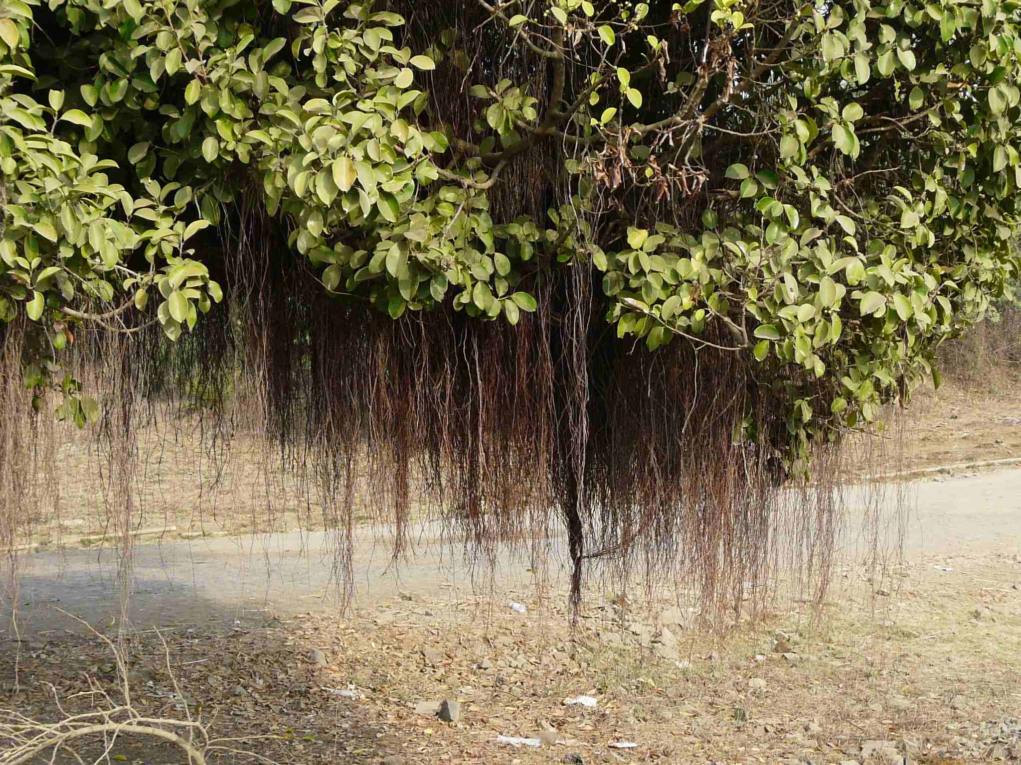 Ficus microcarpa